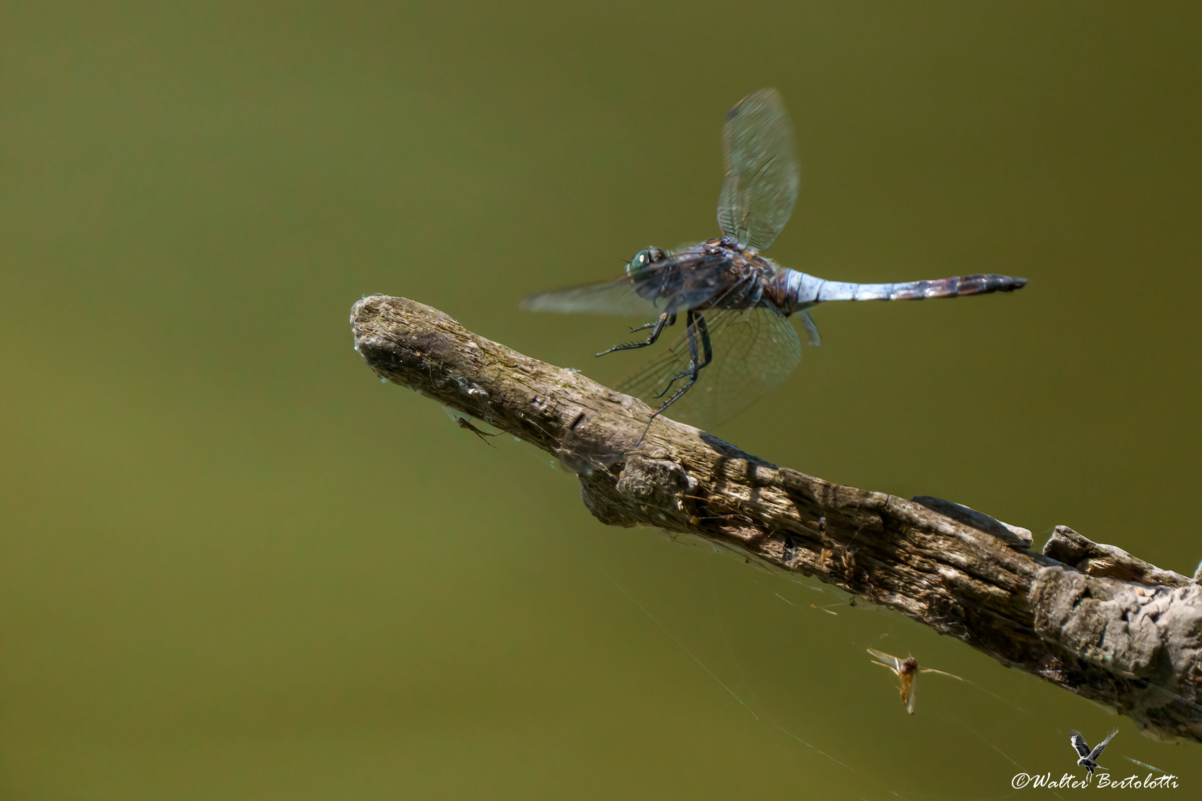 l'arrivo del dragone