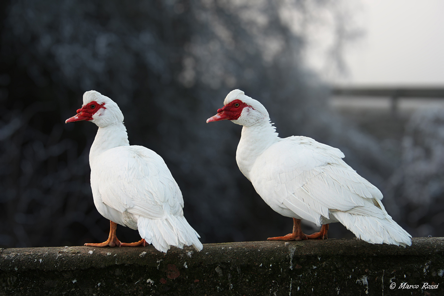 Guendalina e Adelina