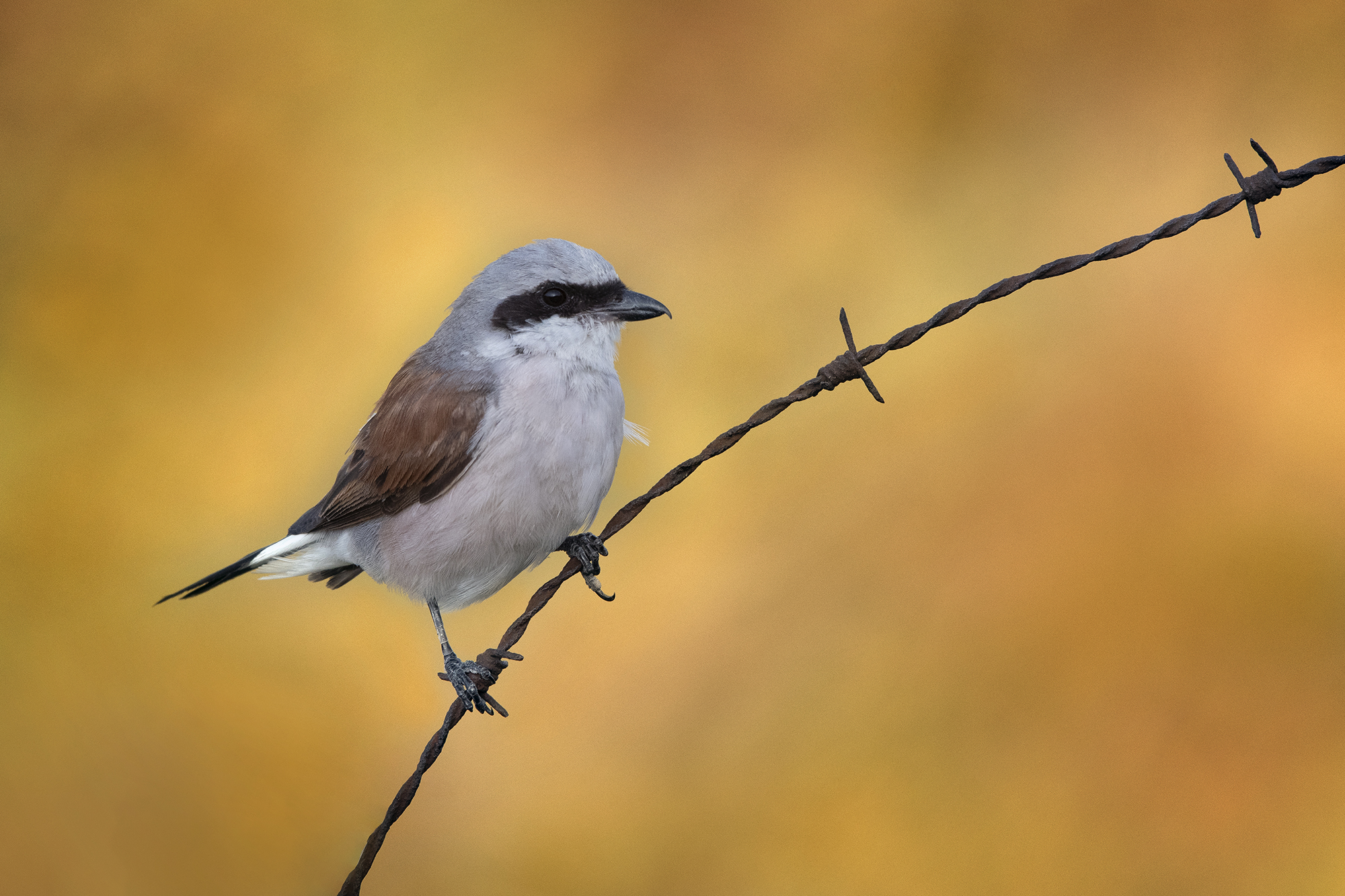 Averla piccola maschio