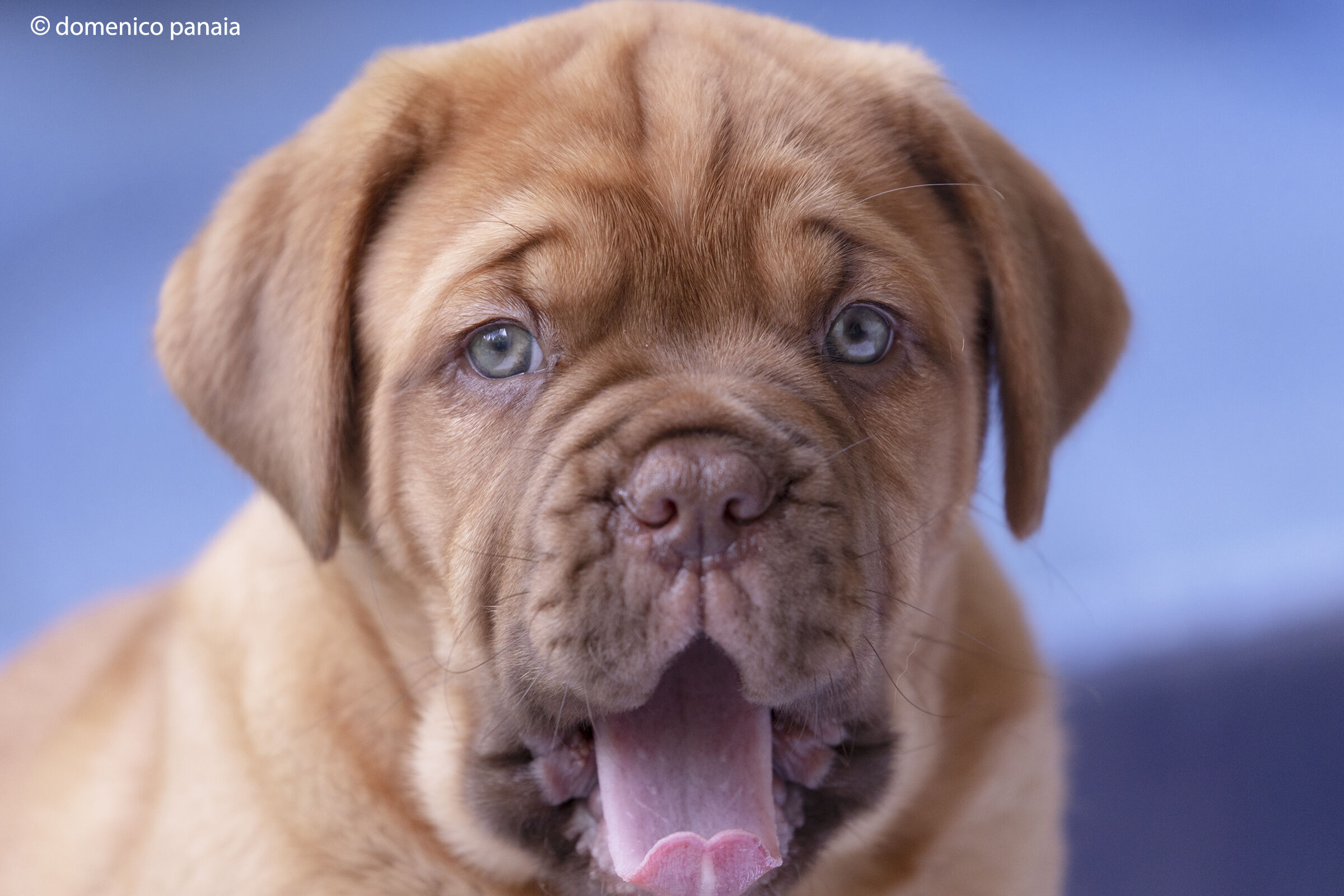 dogue de bordeaux