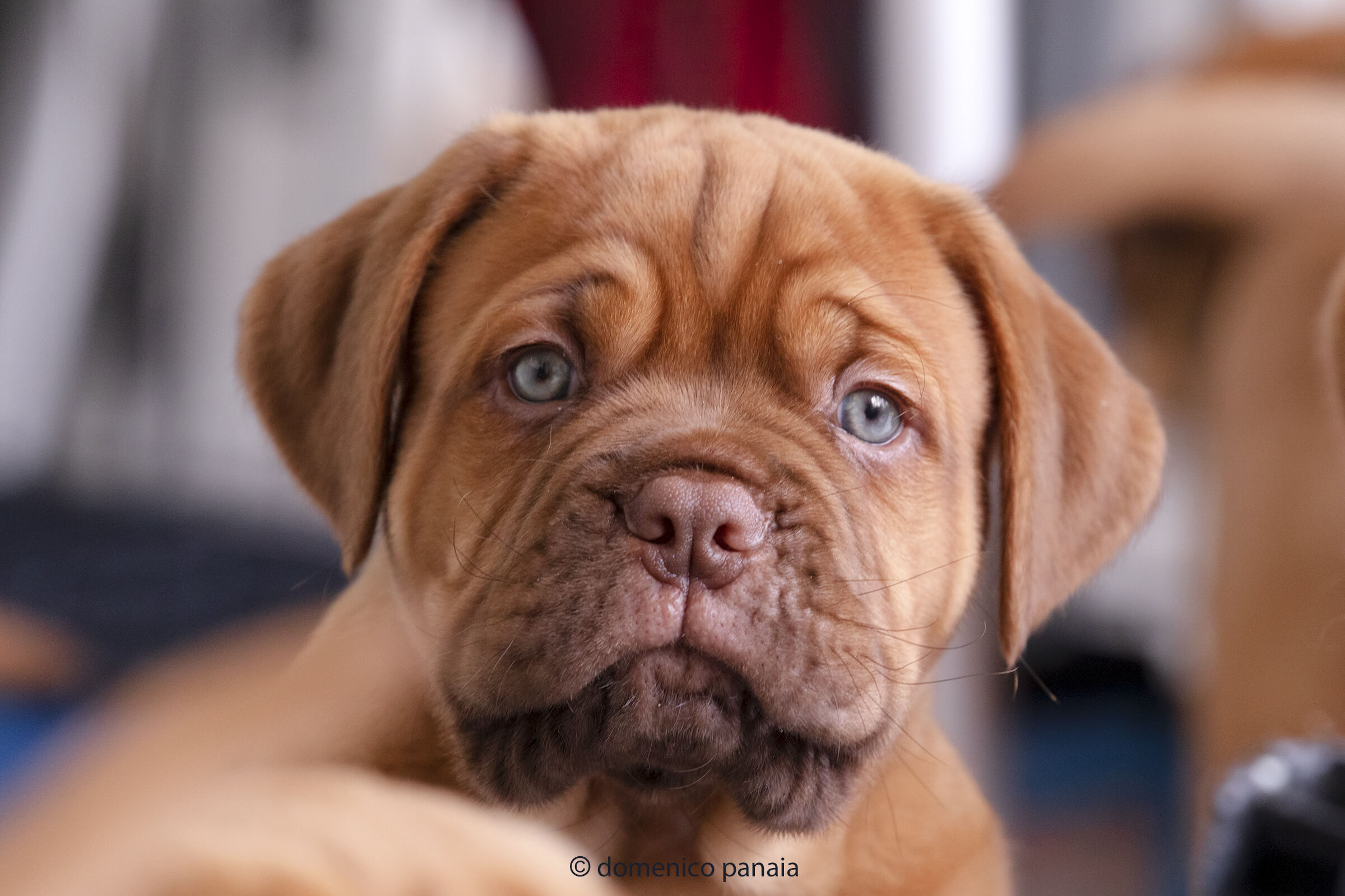 dogue de bordeaux