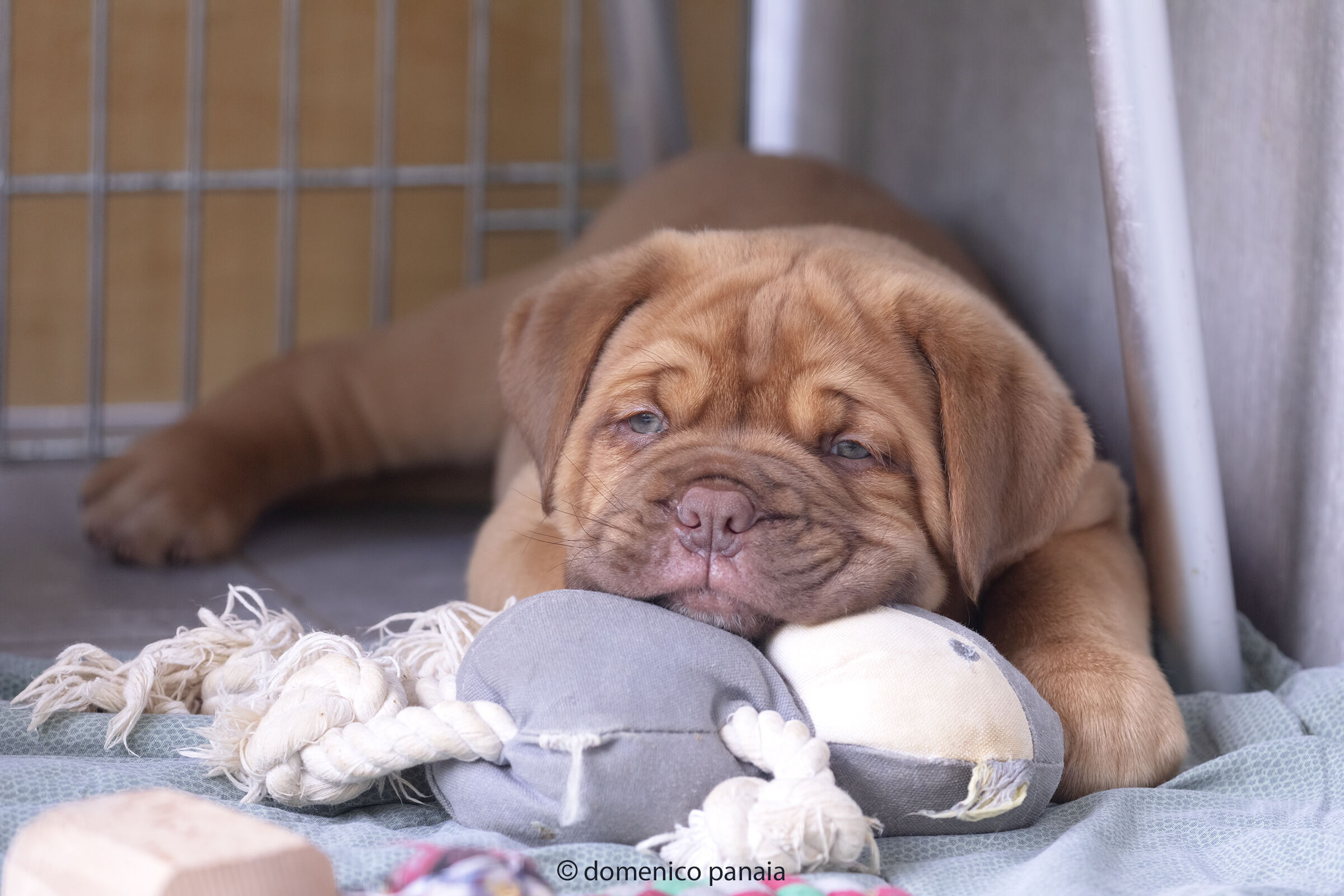 dogue de bordeaux