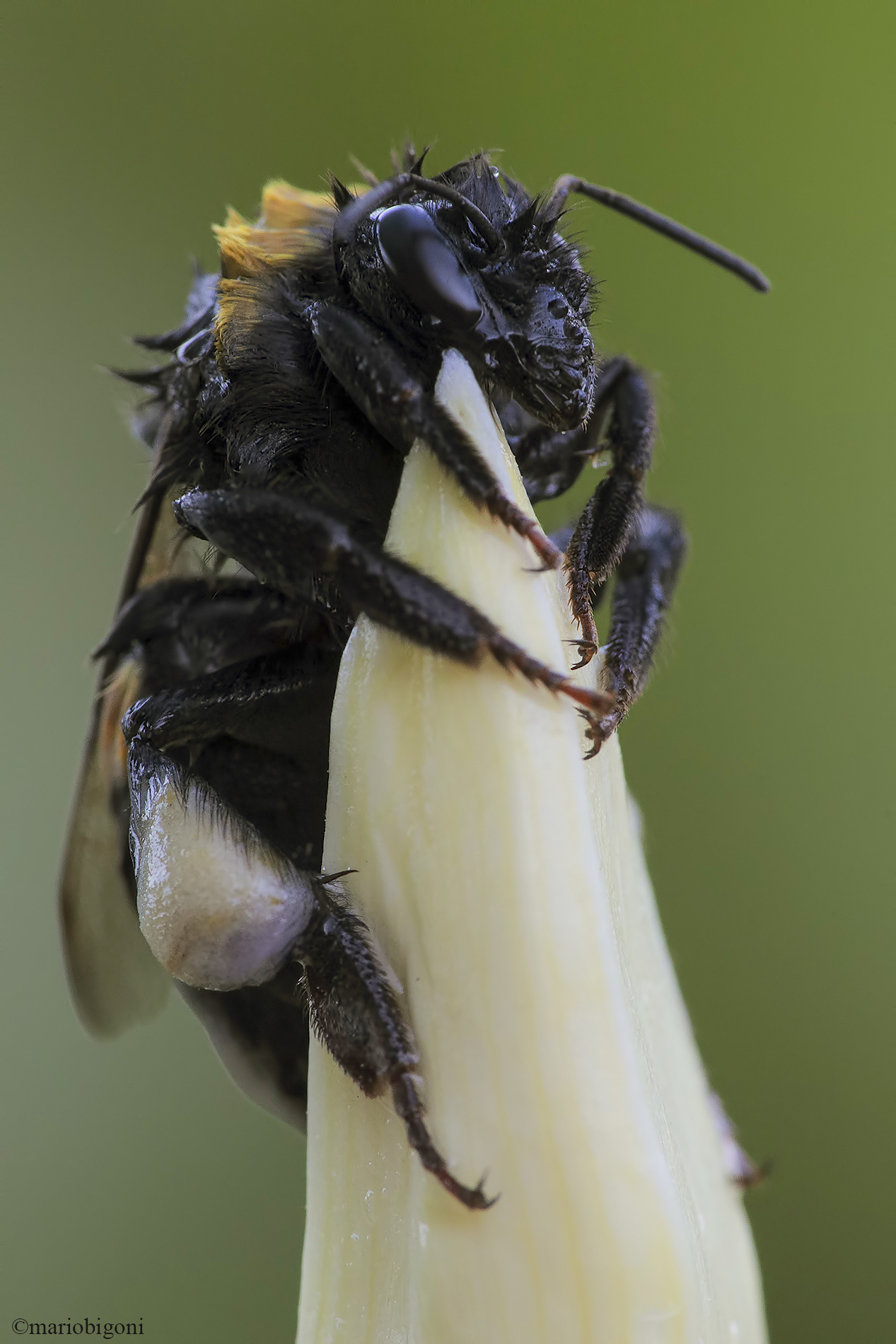 Bombus ... wet