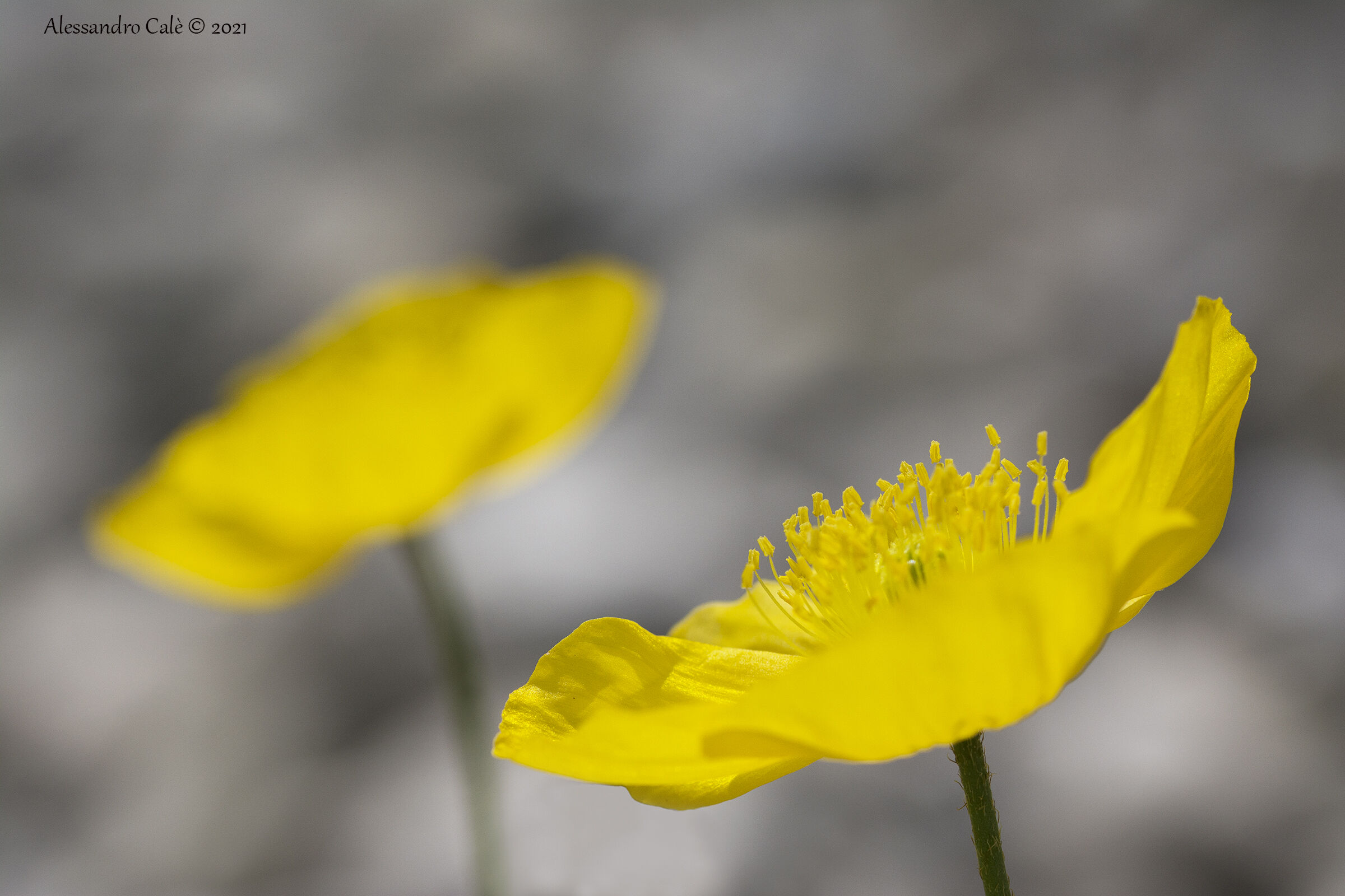 Papavero rhaetcum ( Papavero alpino) 4018