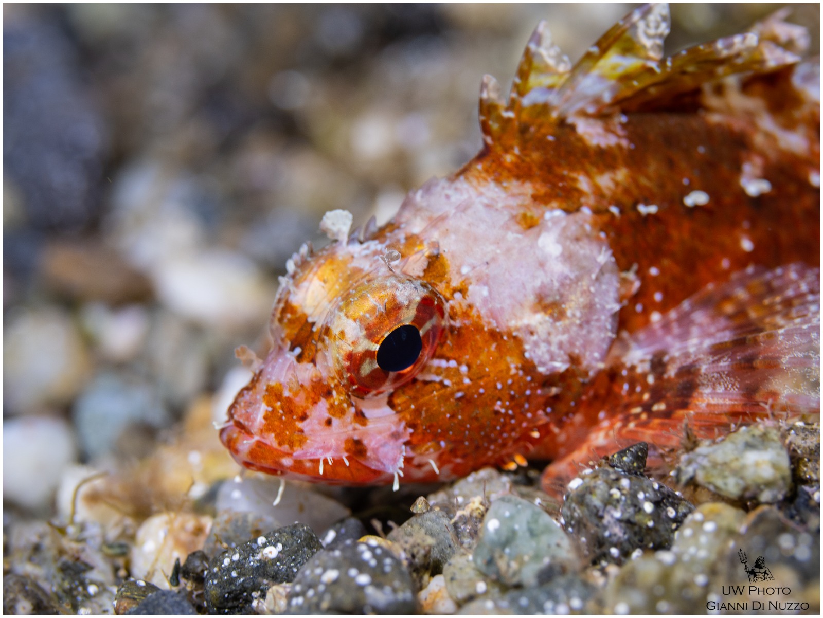 Non pungo... tranquillo