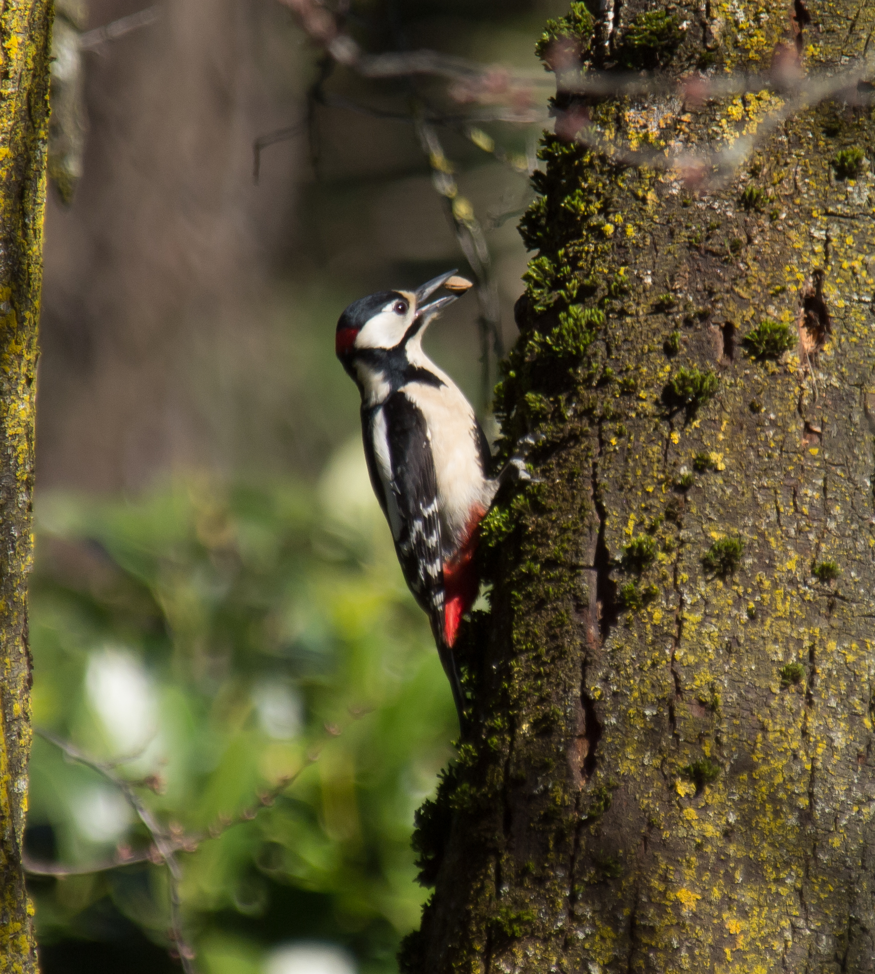 woodpecker