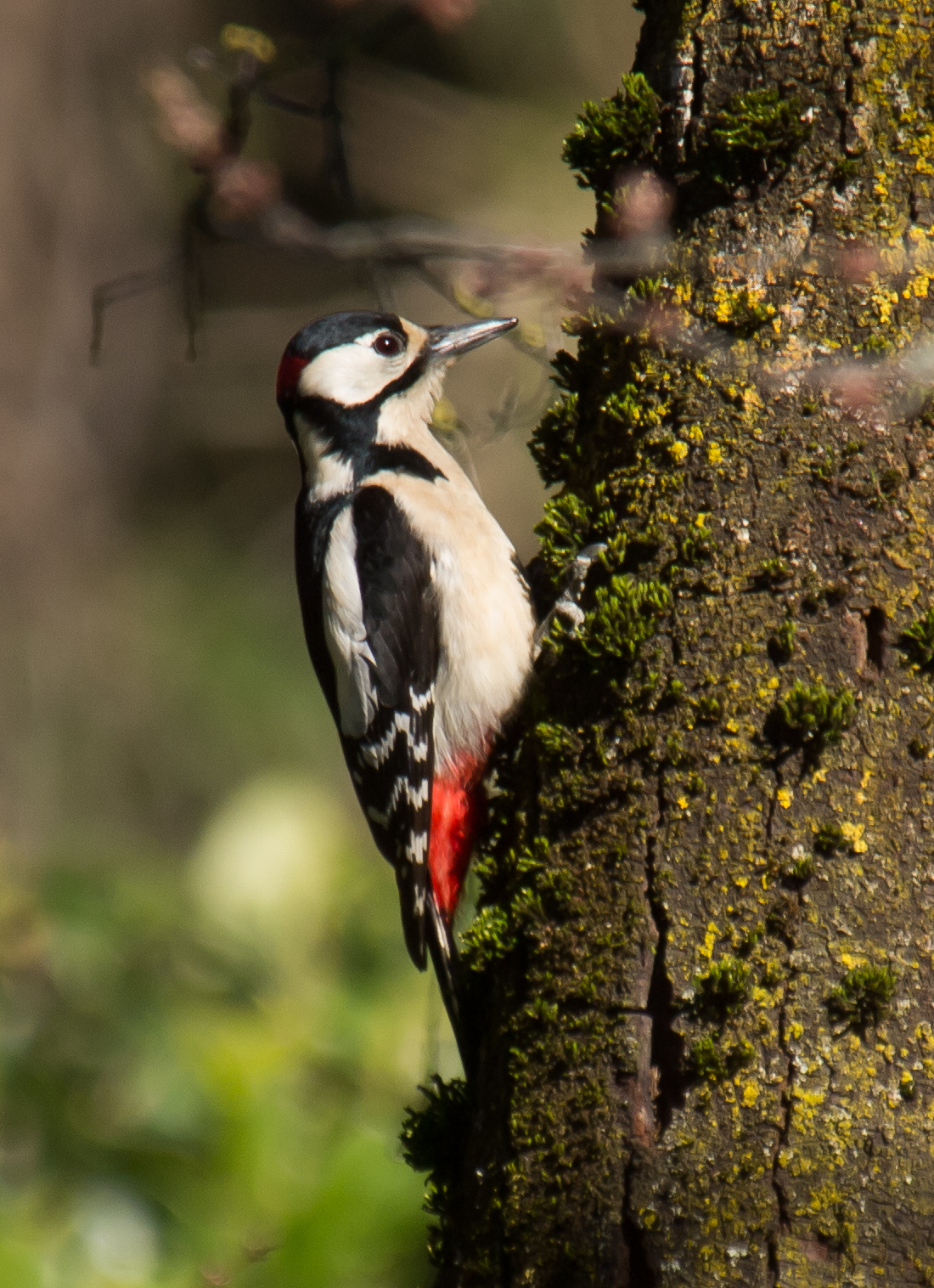woodpecker
