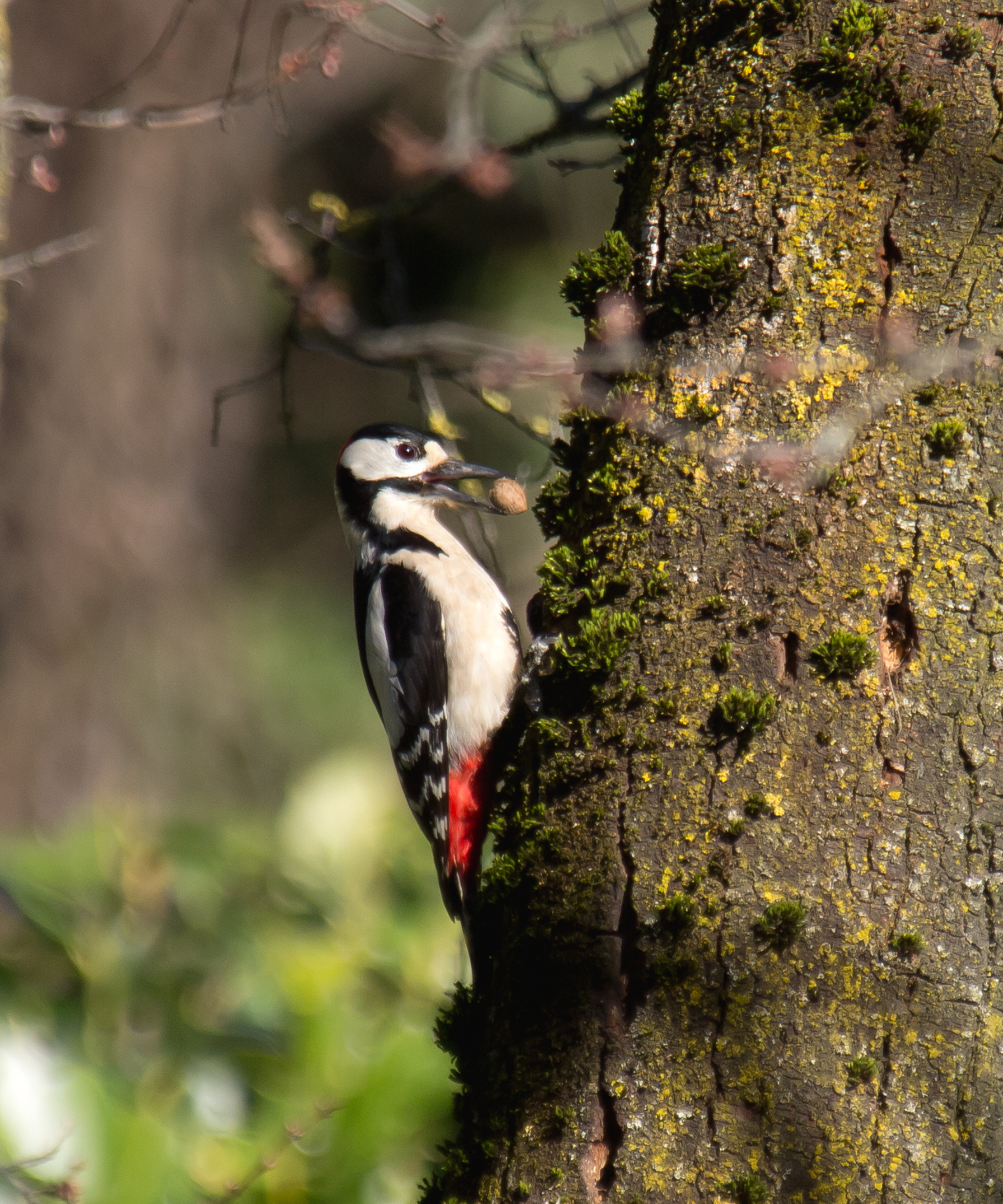 woodpecker