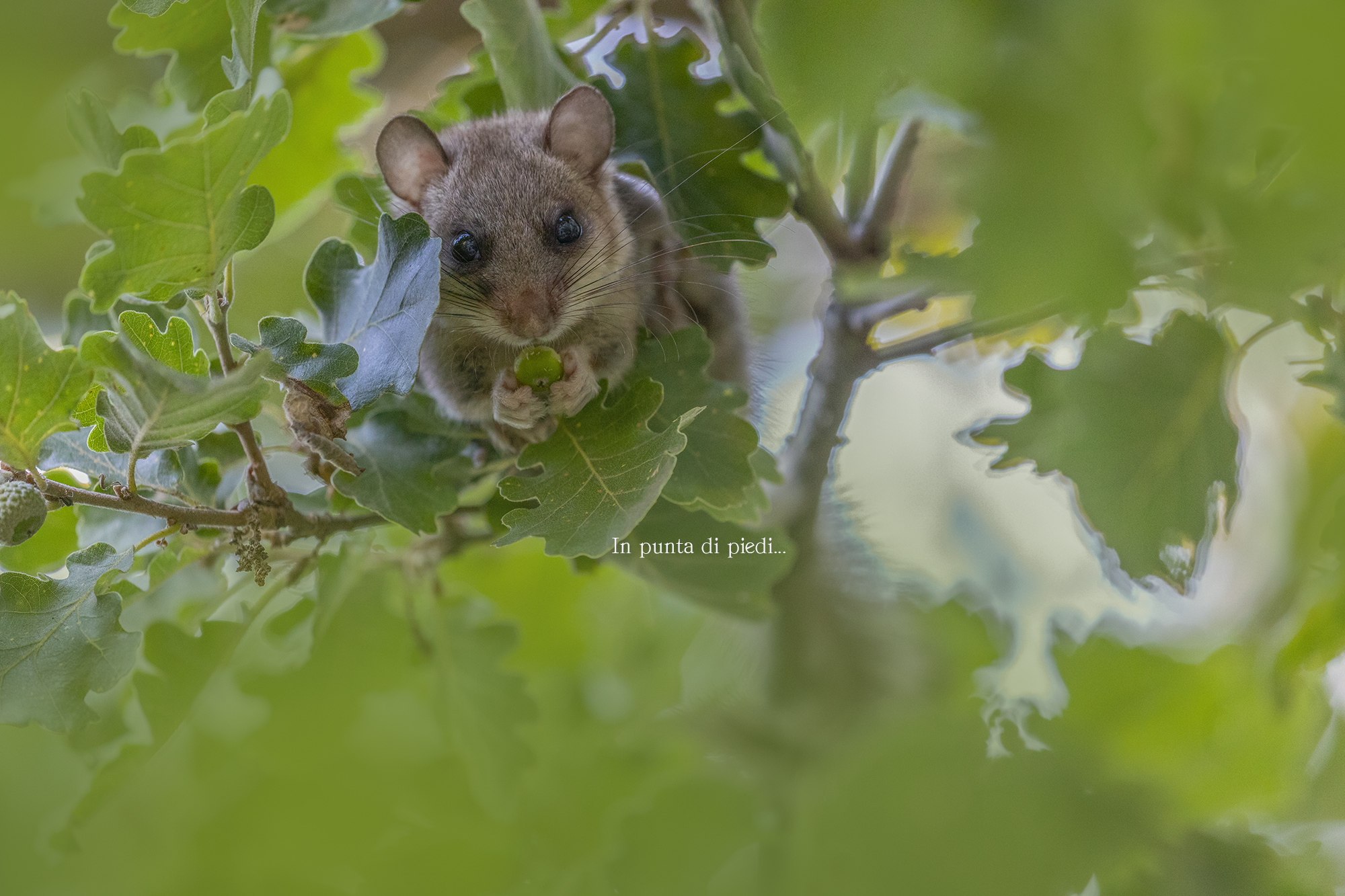 The dinner of the Dormouse - Glis glis - Loir gris