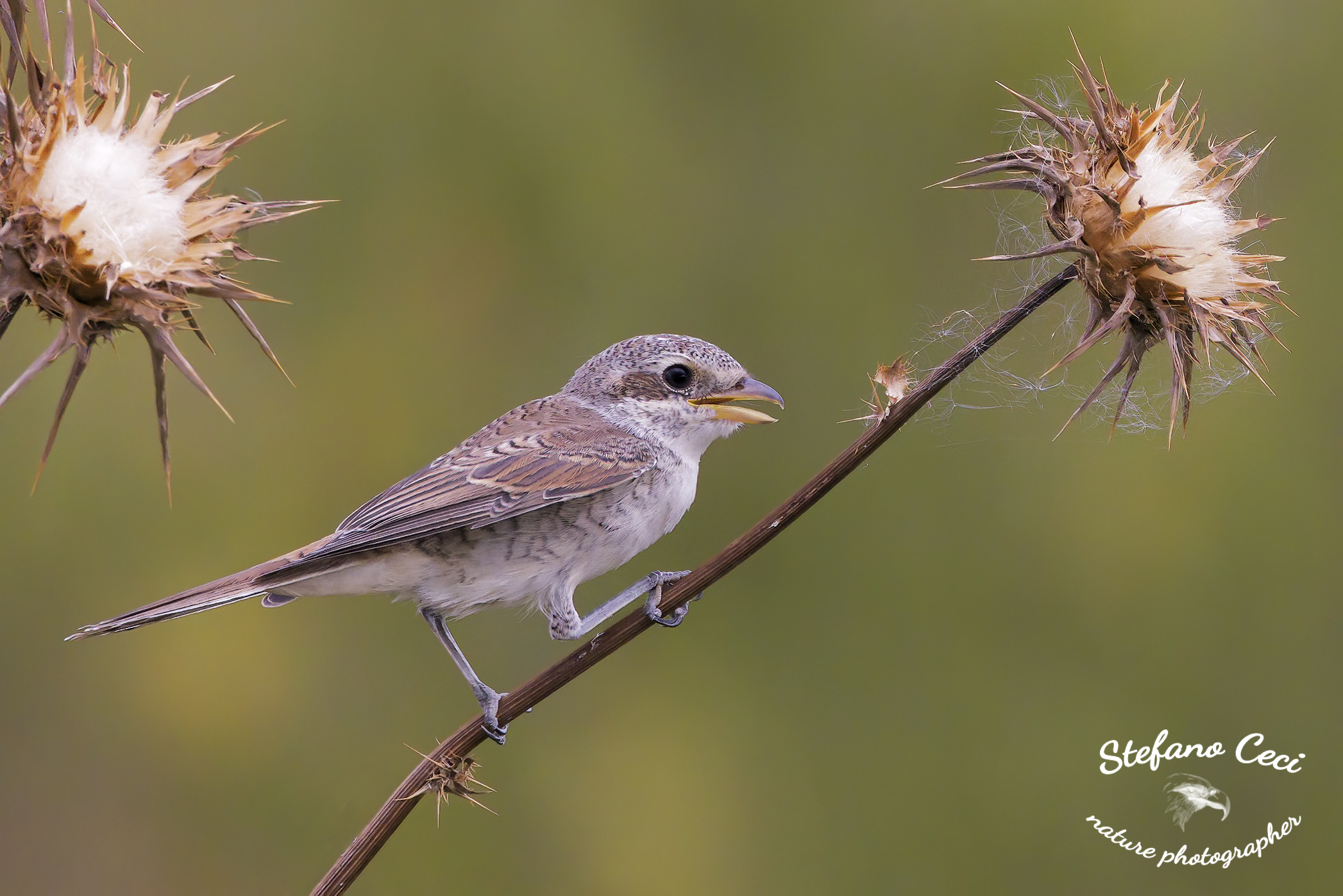Having shrike small young specimen