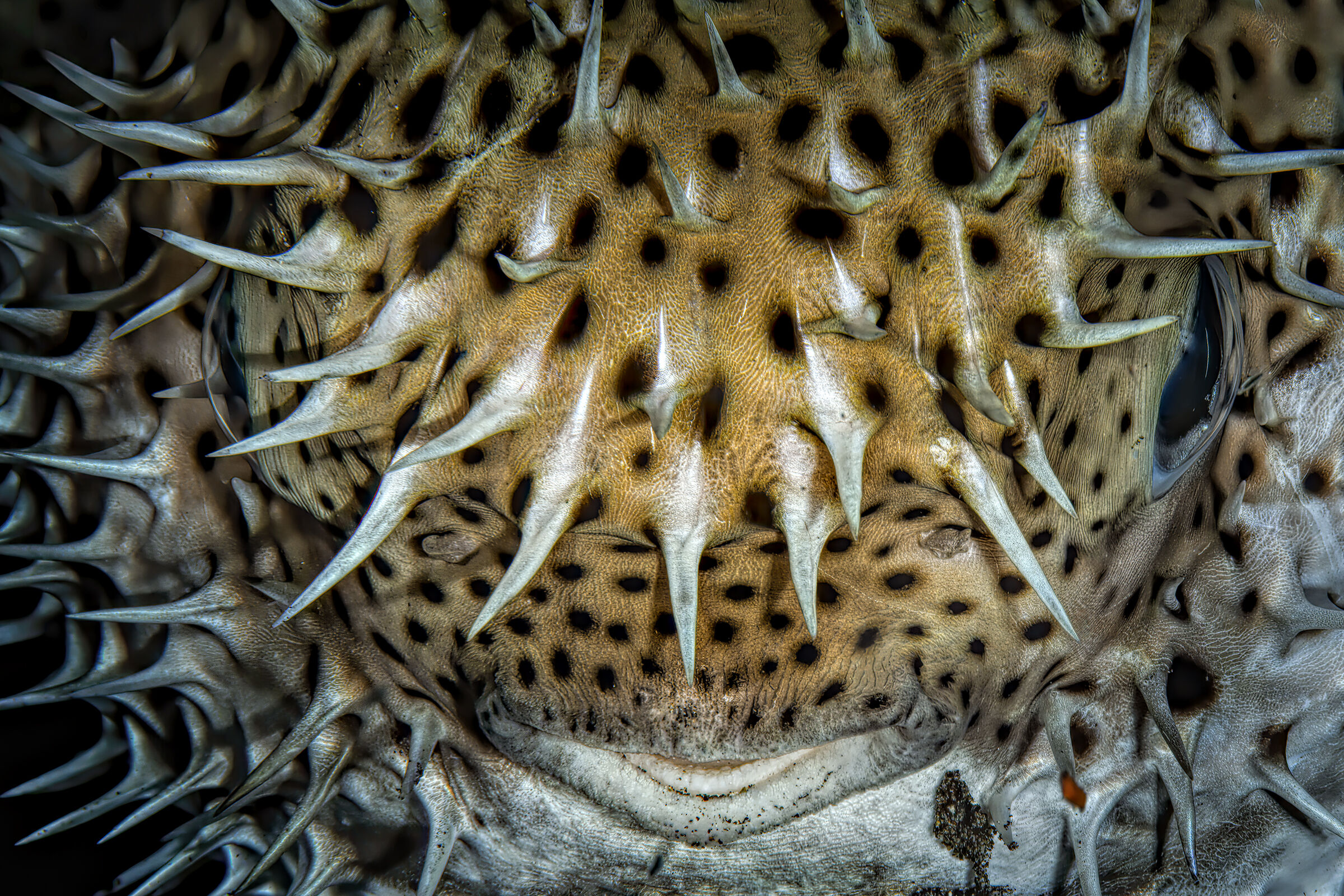 Diodon holocanthus, pesce palla istrice