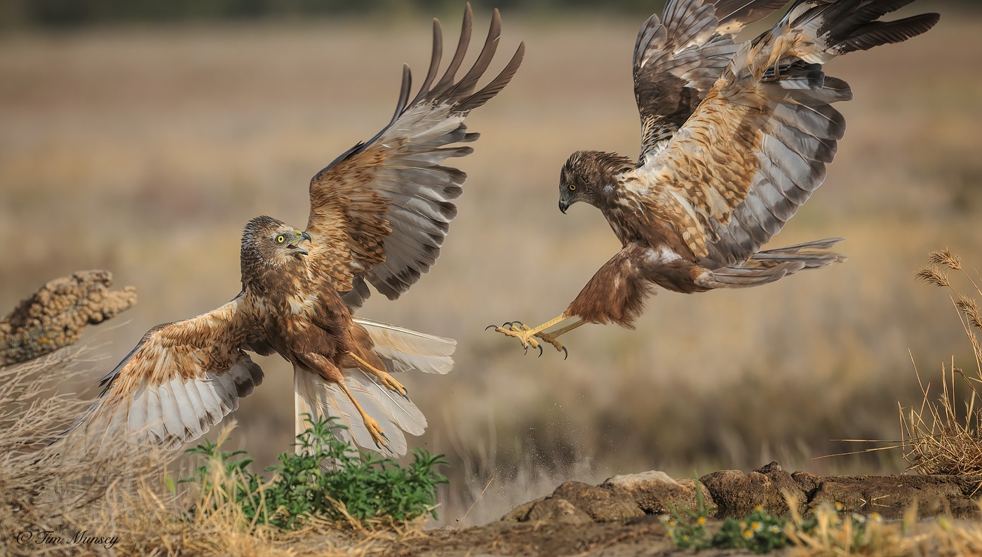 Marsh Harrier Meeting