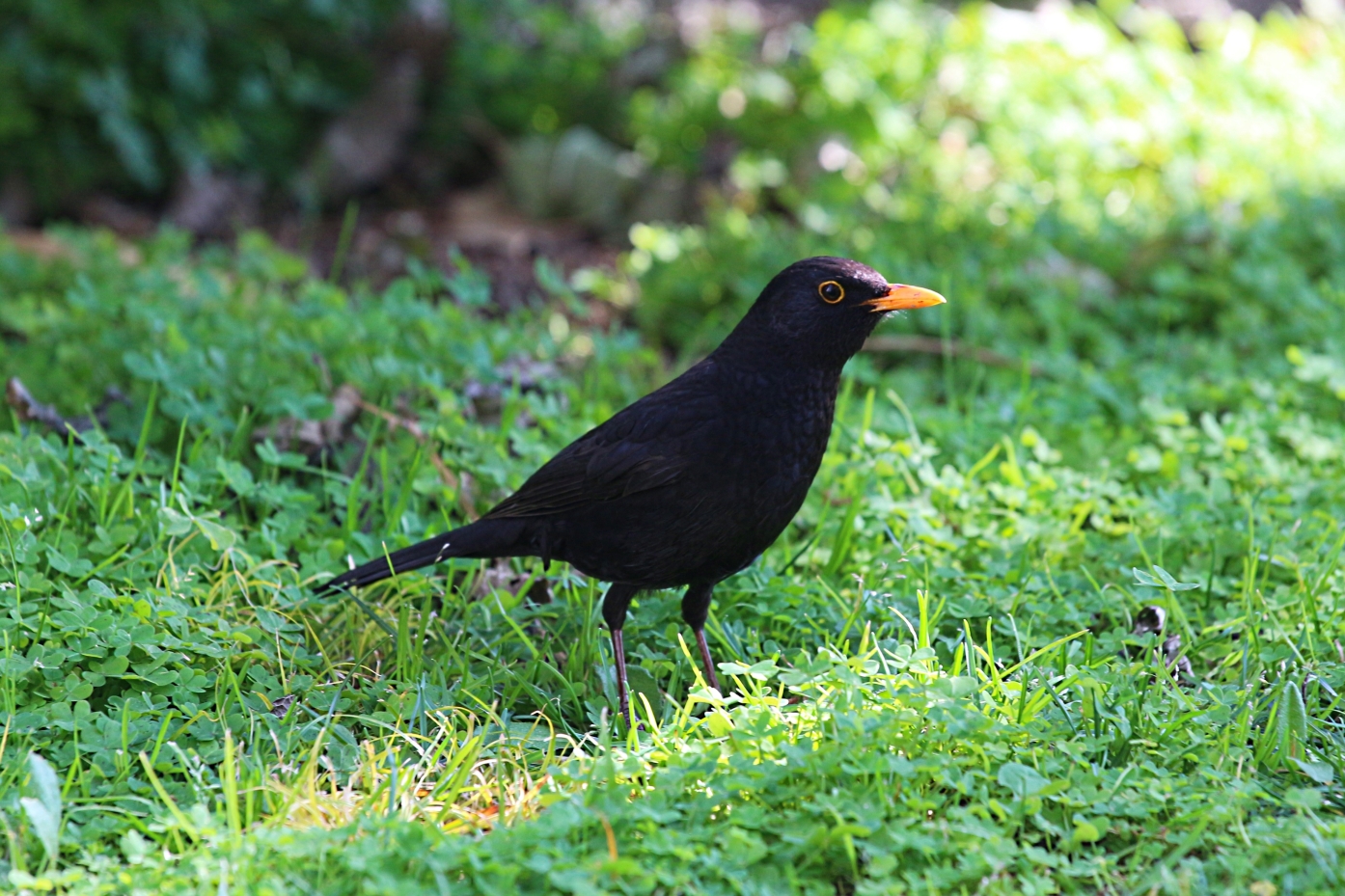 Blackbird