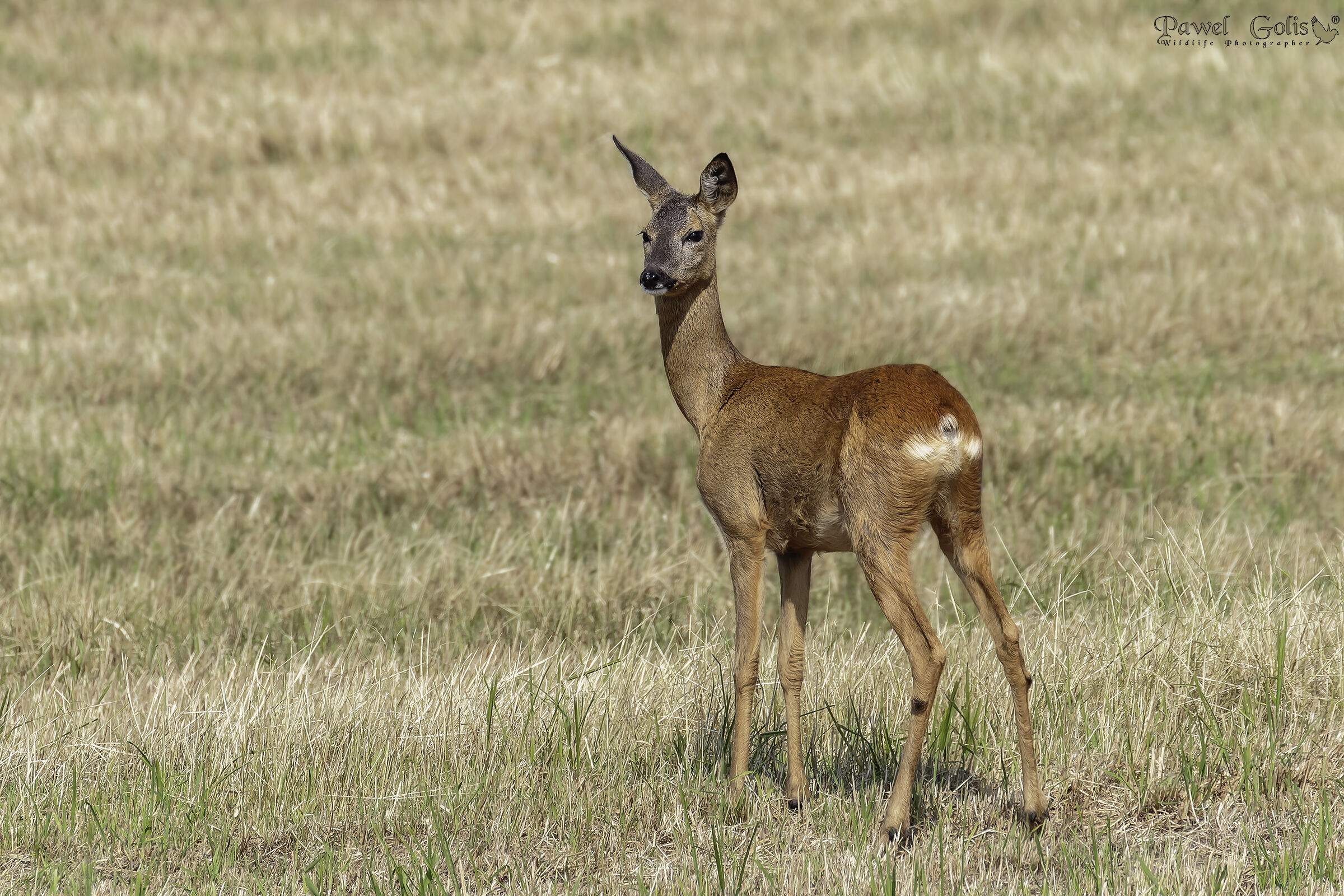 Capriolo (Capreolus capreolus)