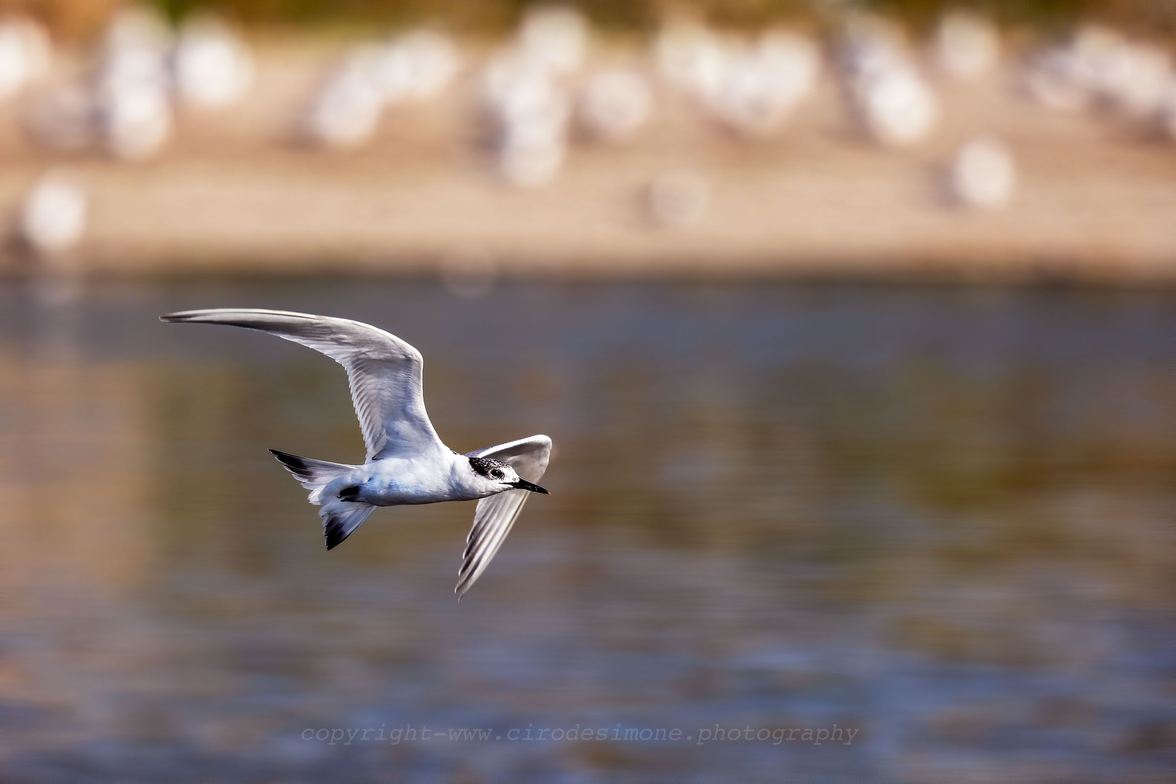 Sandwich tern