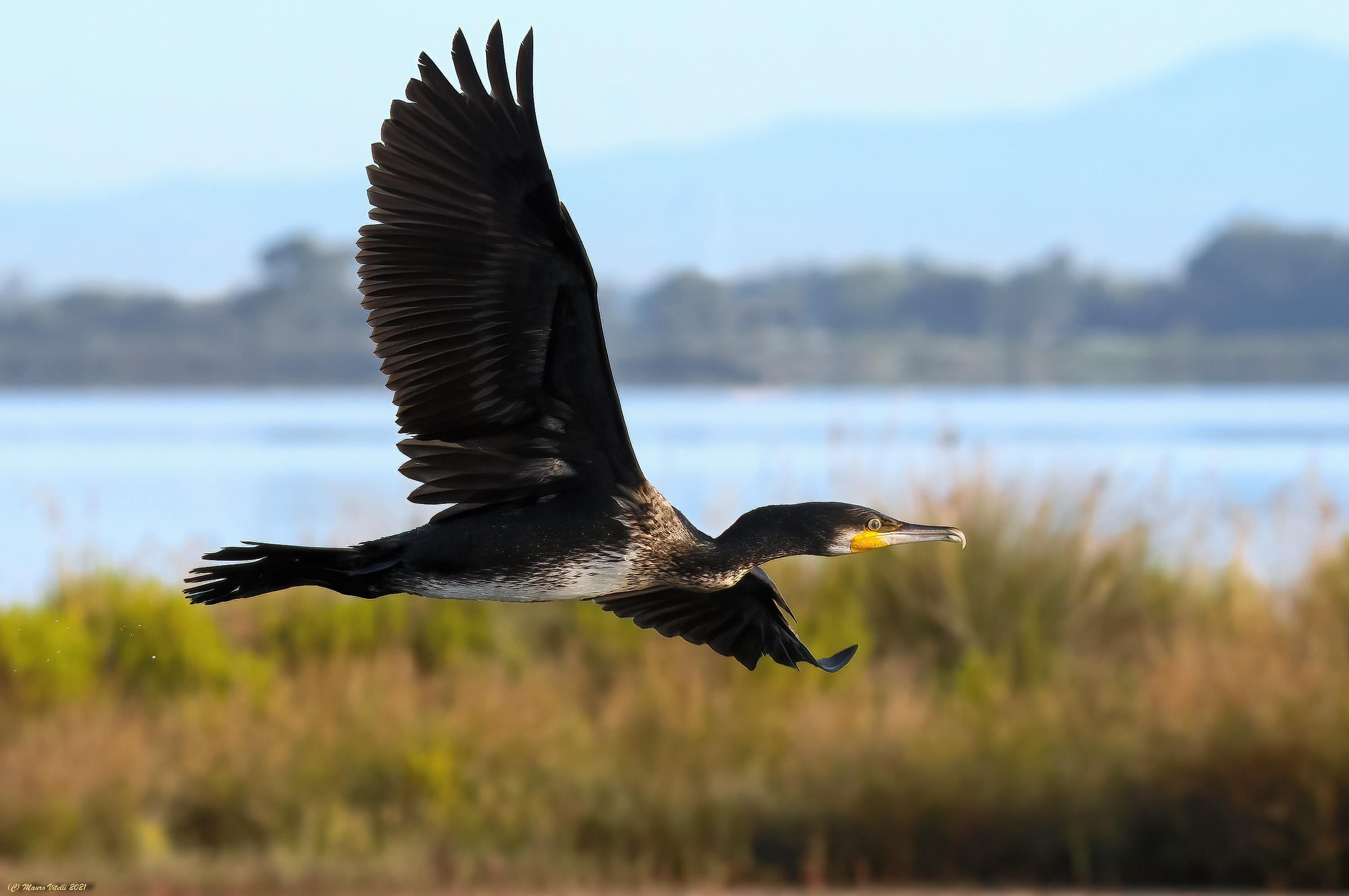 Cormorant (Phalacrocorax carbo)