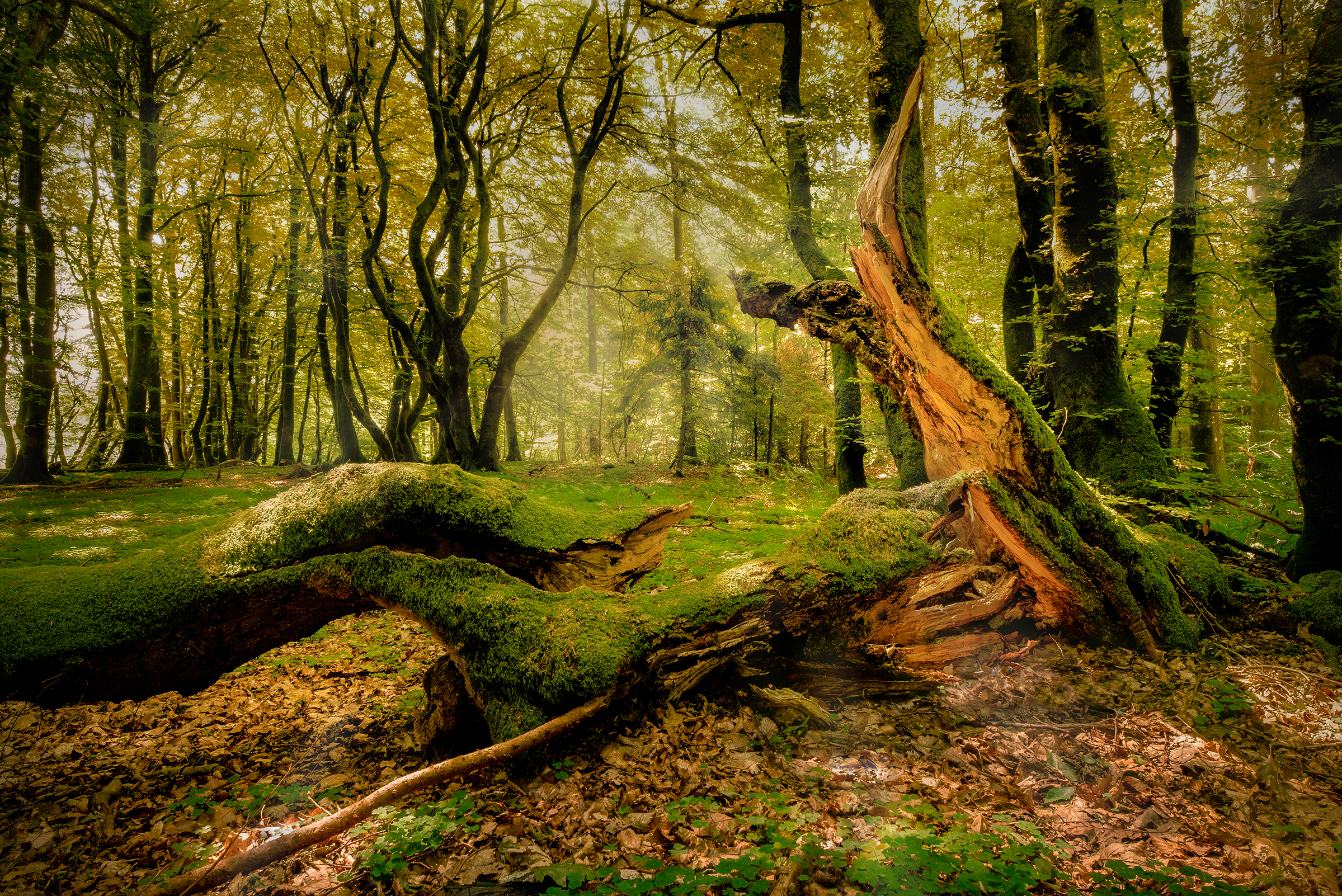 Nel bosco dei Trolls