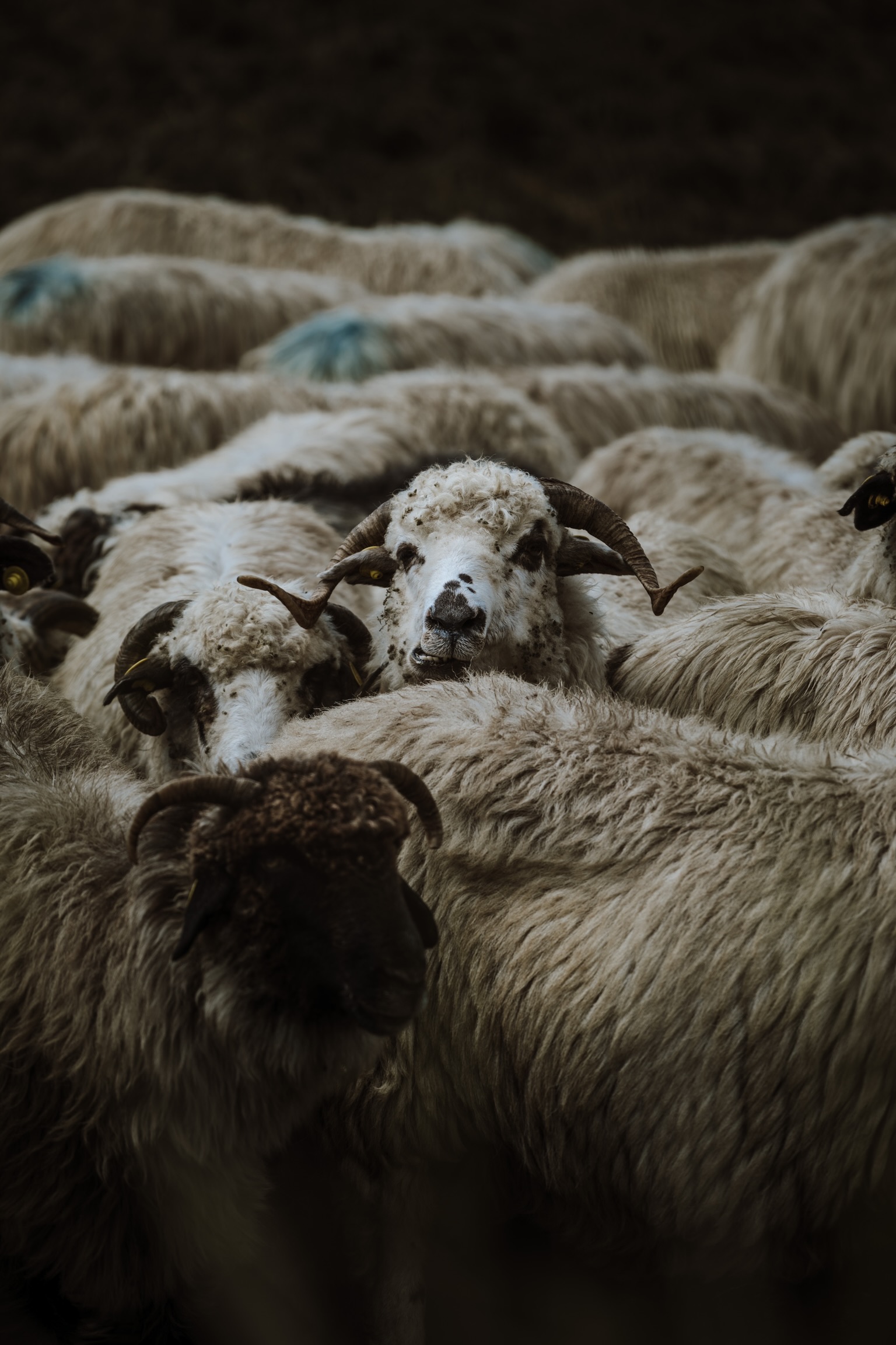 Sheep in a sheep forest