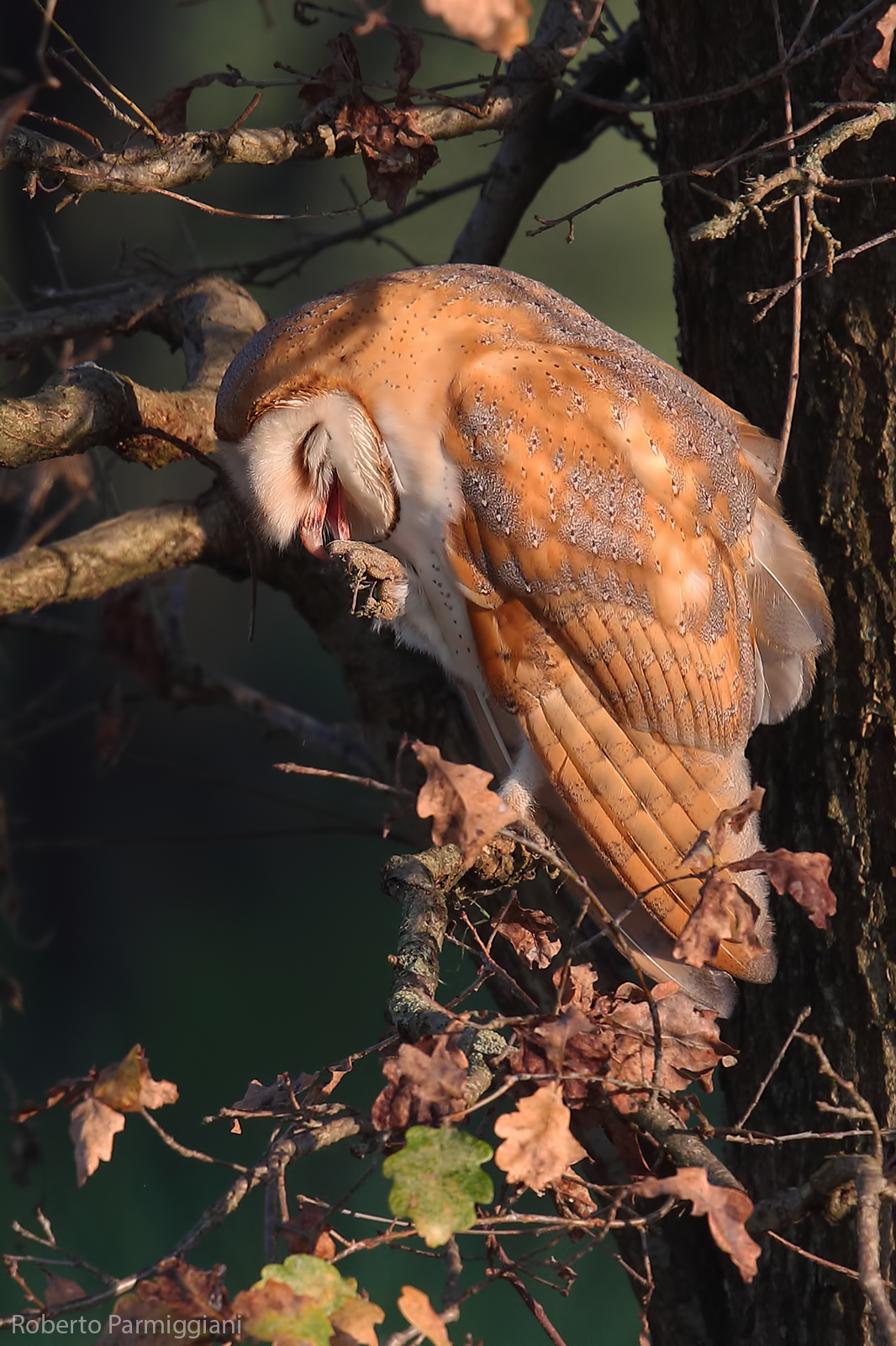 La pulizia del barabagianni