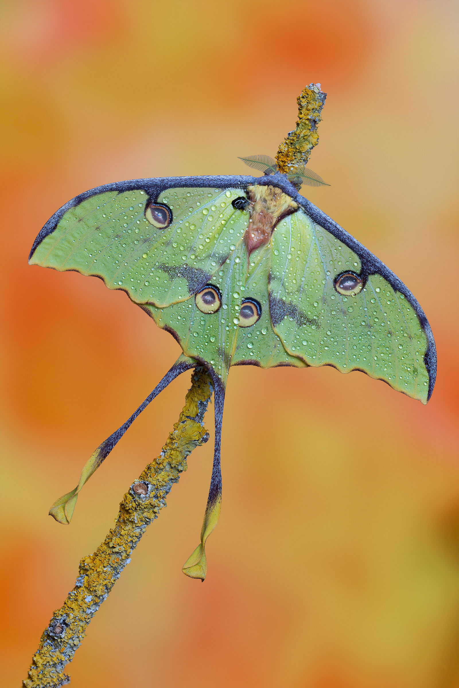 Argema mimosae - African moon moth