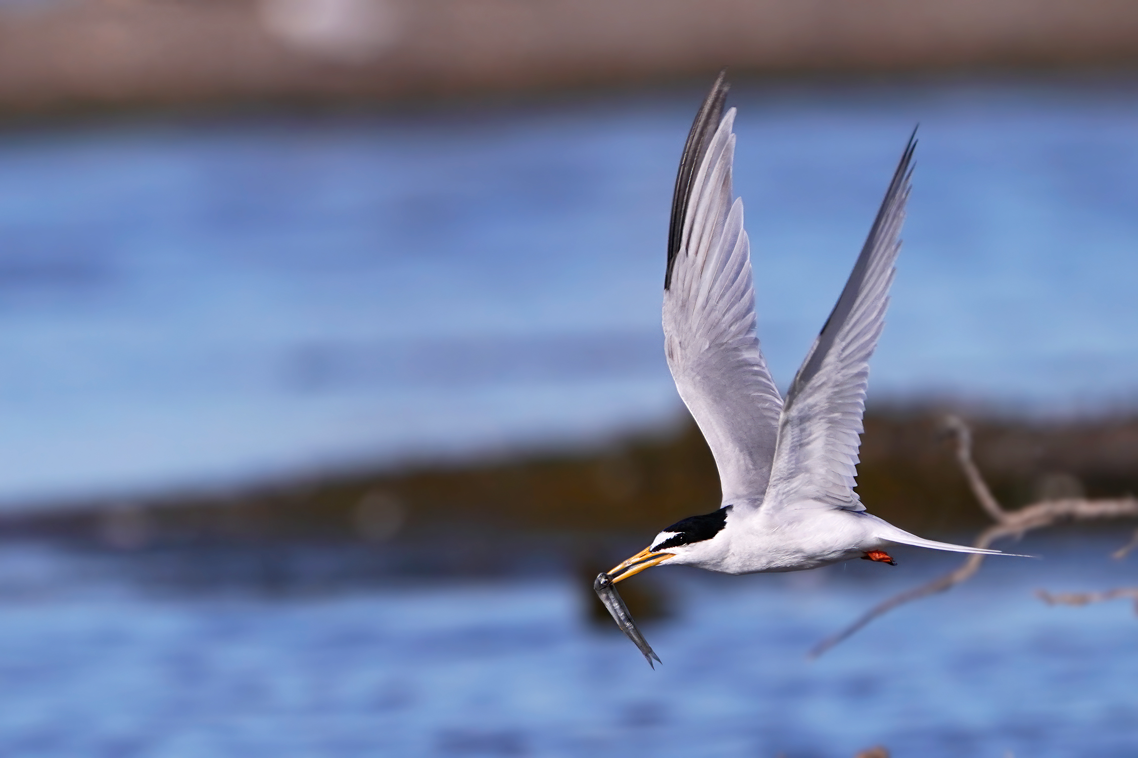 Little tern