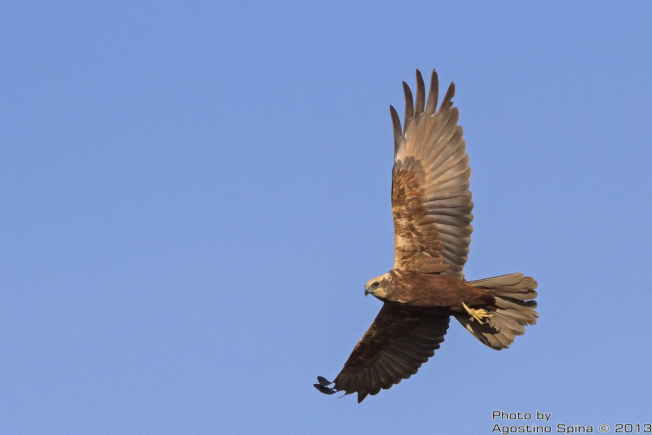 Marsh Harrier female