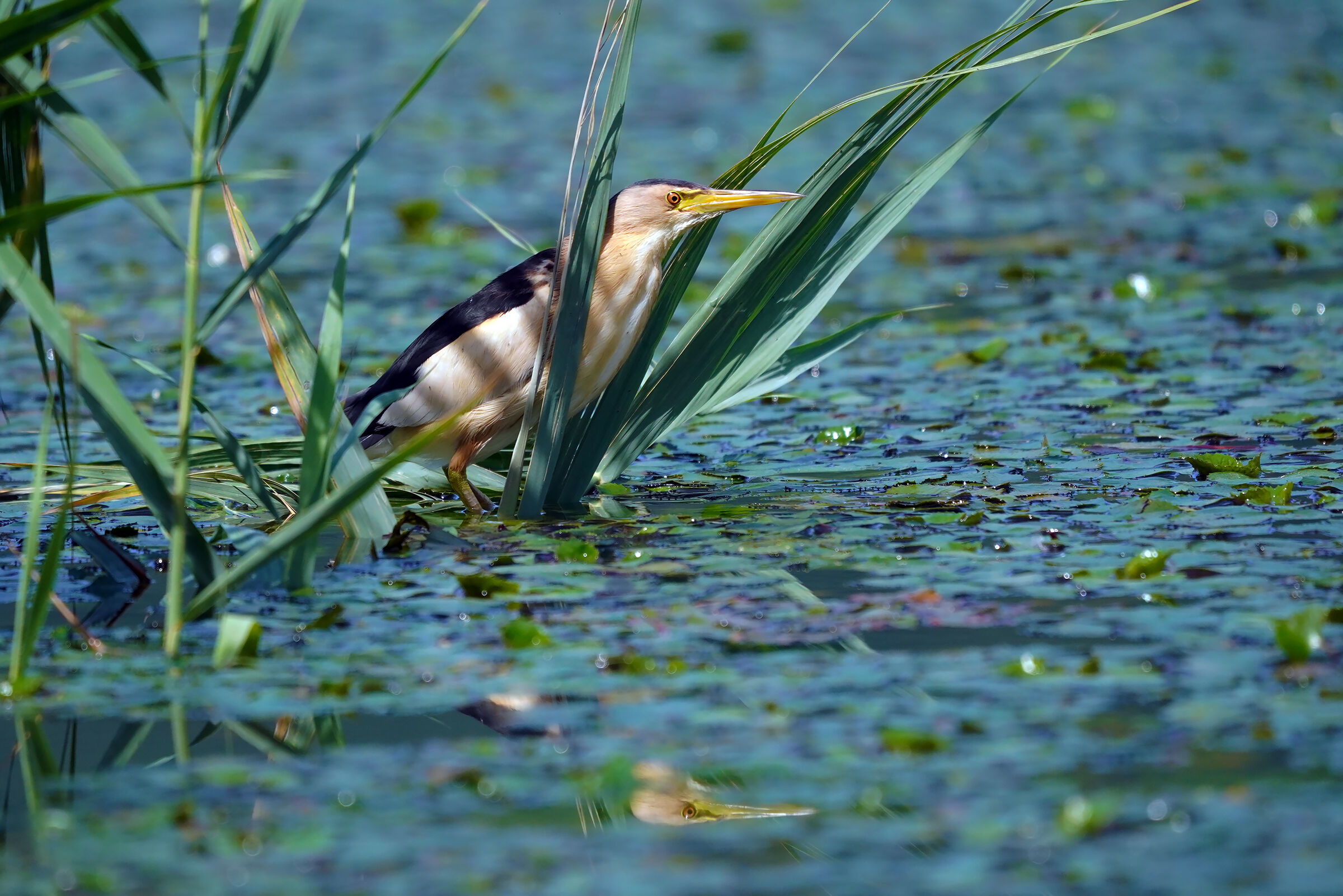 male