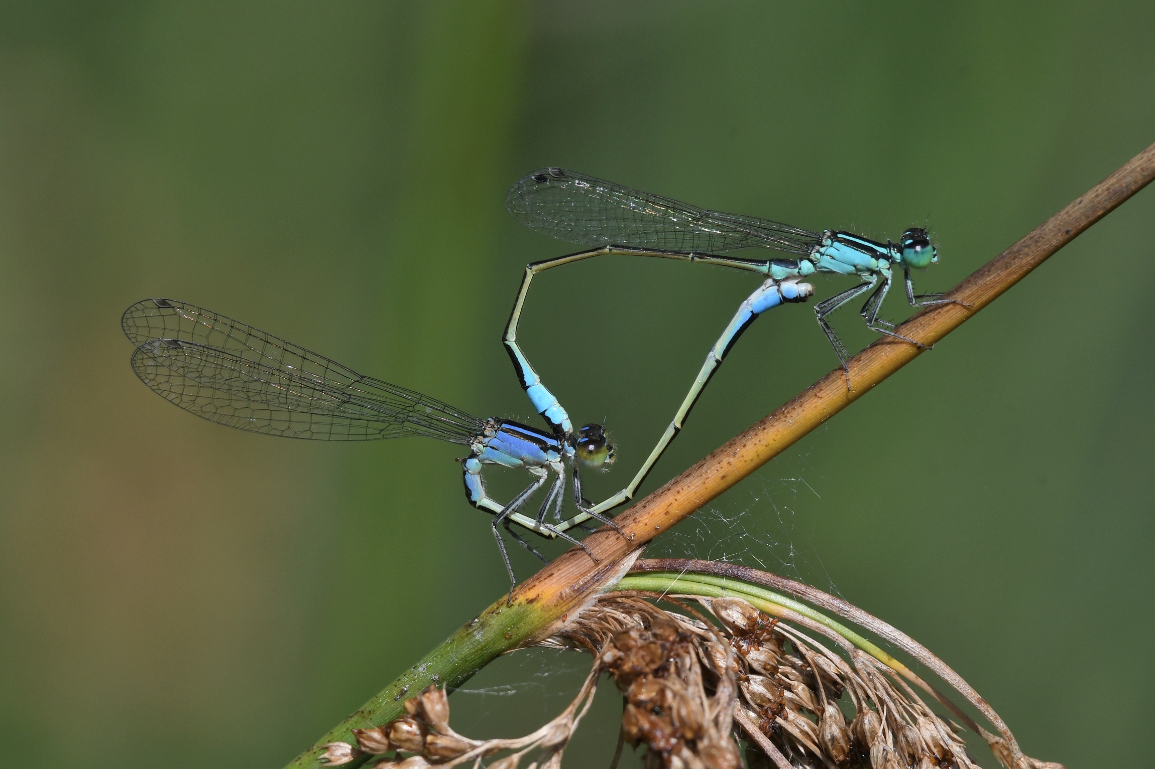 Ischnura elegans ( accoppiamento )