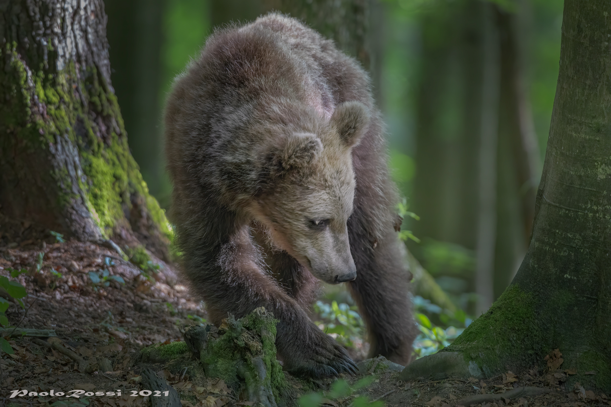 Wandering in the woods