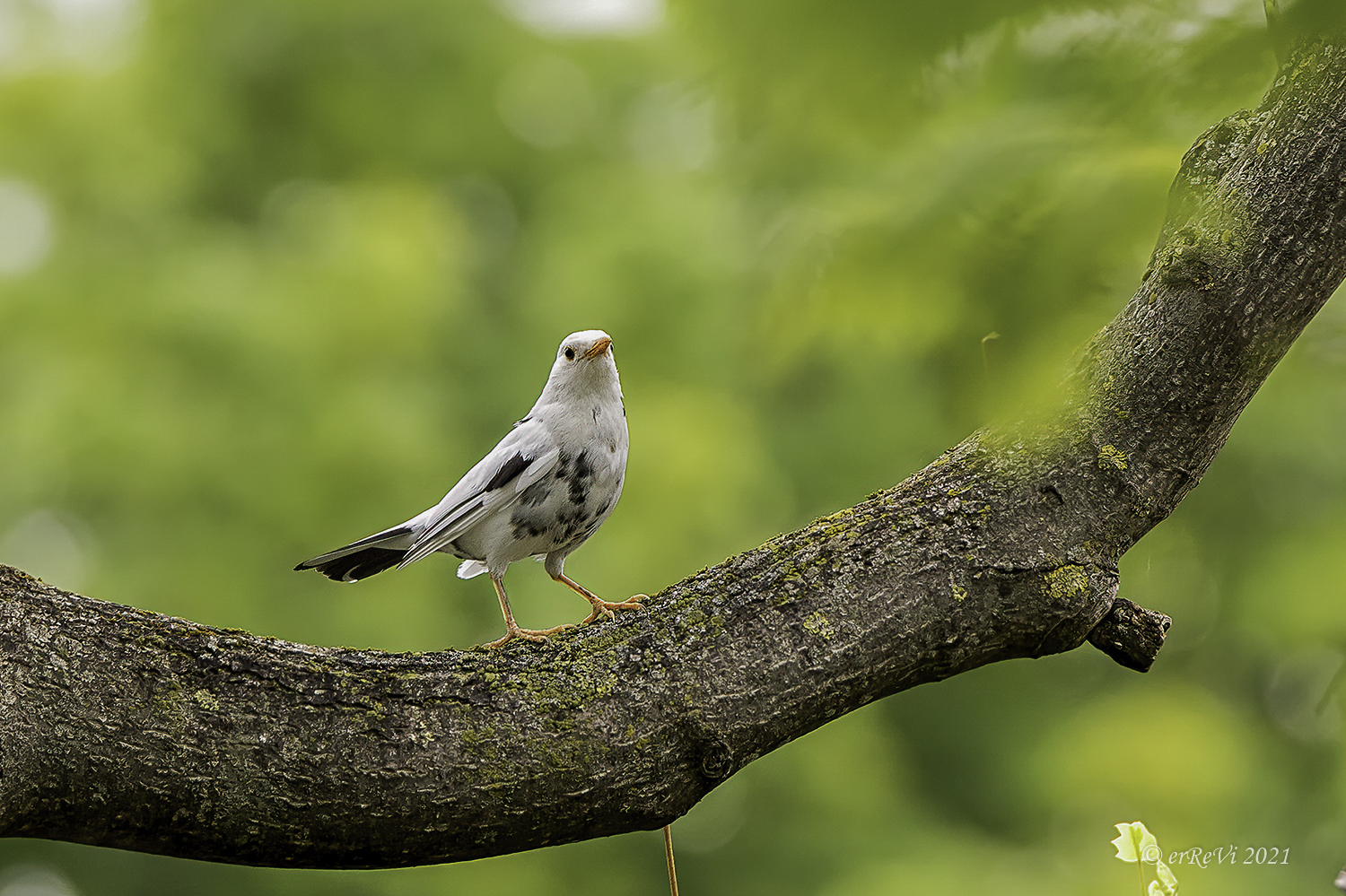 The obnoxious of milanisti and not.