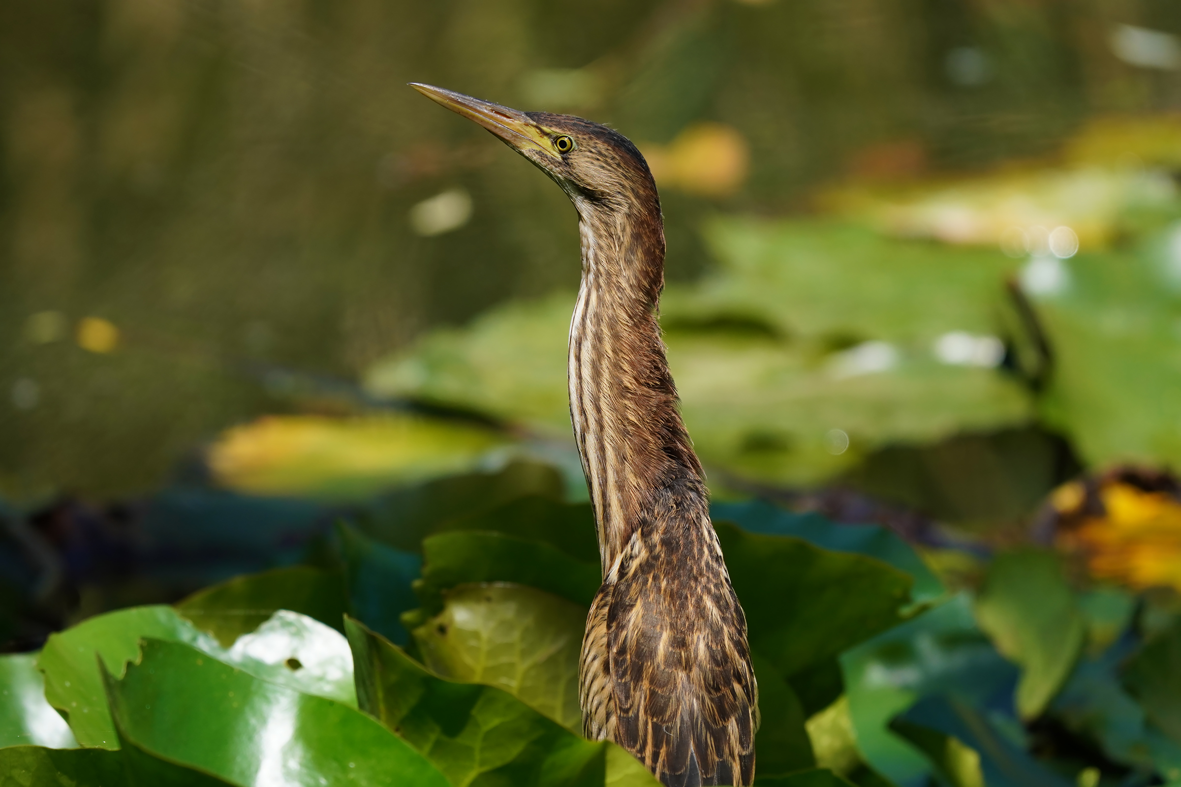 among the water lilies