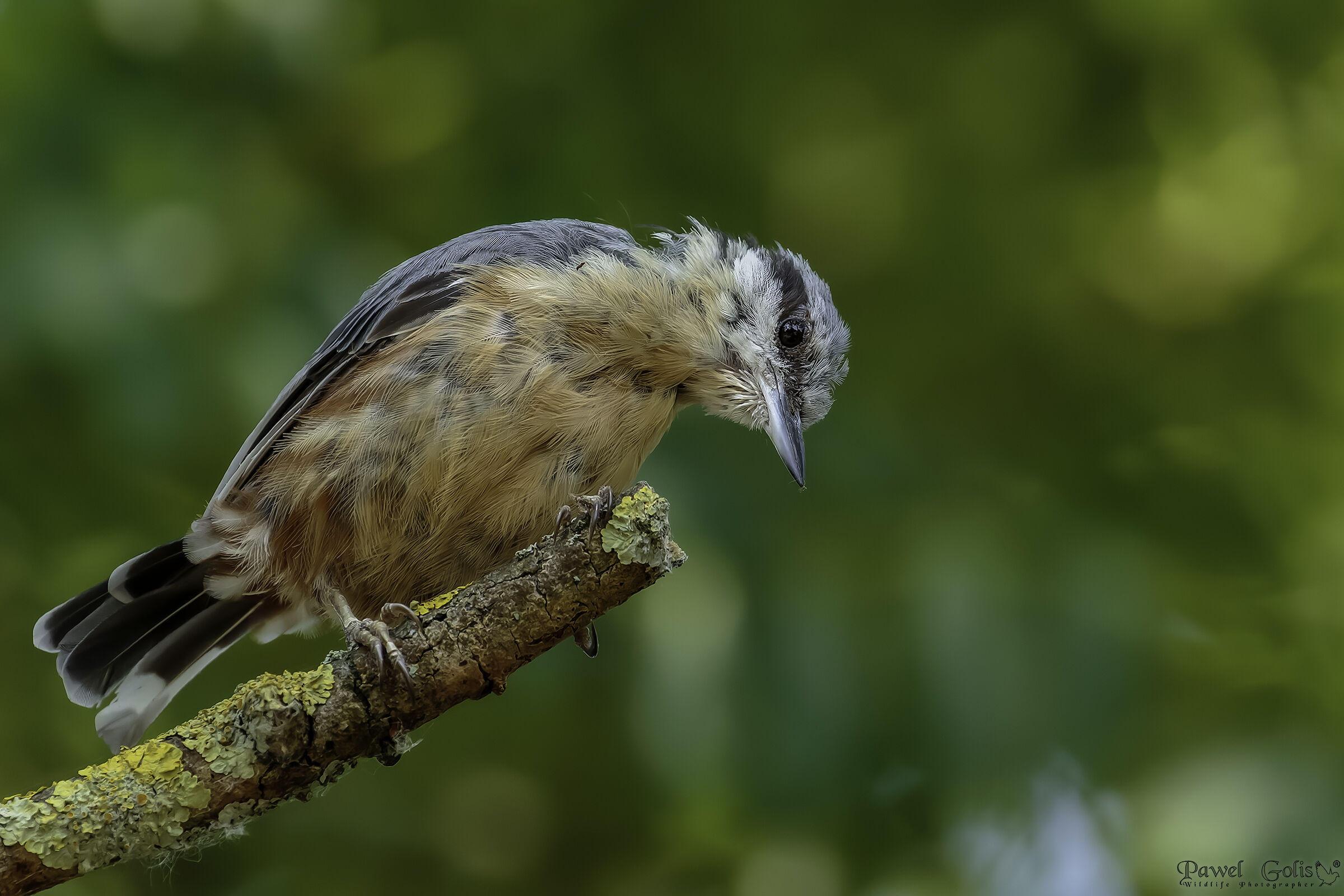 Nuthatch (Sitta europaea)