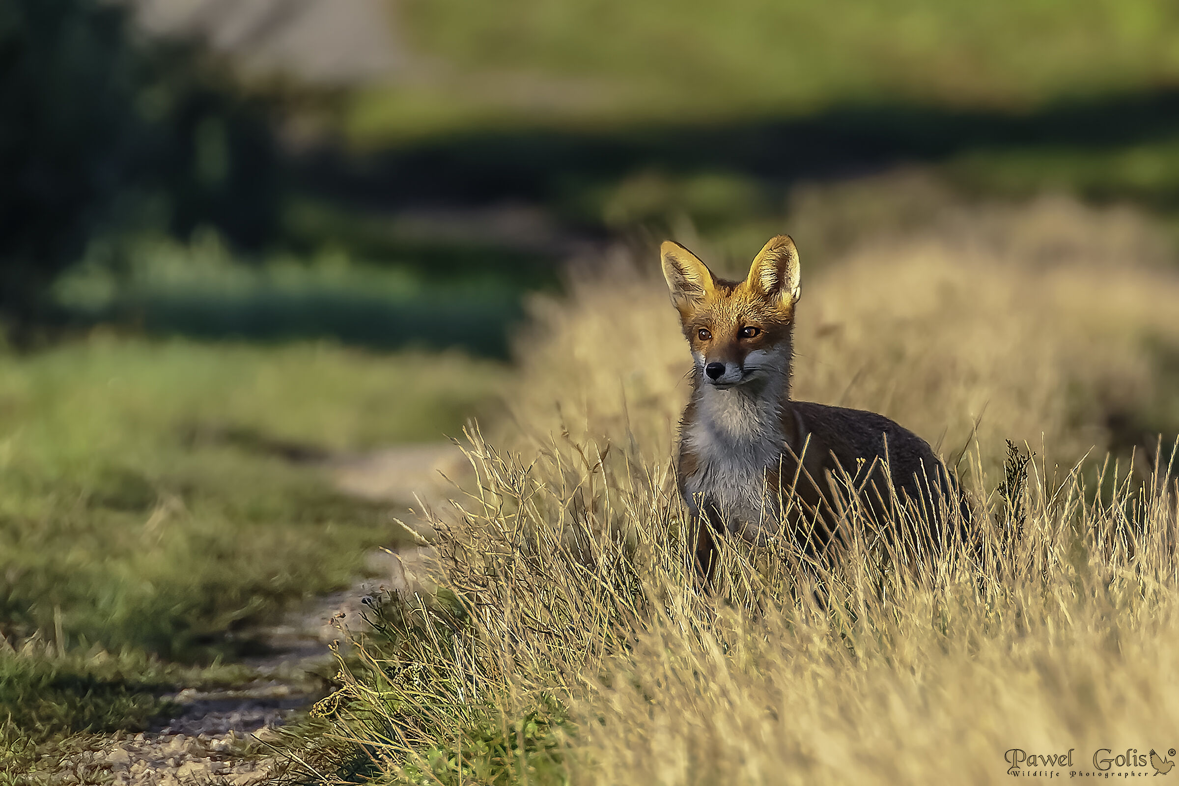 Volpe rossa (Vulpes vulpes)