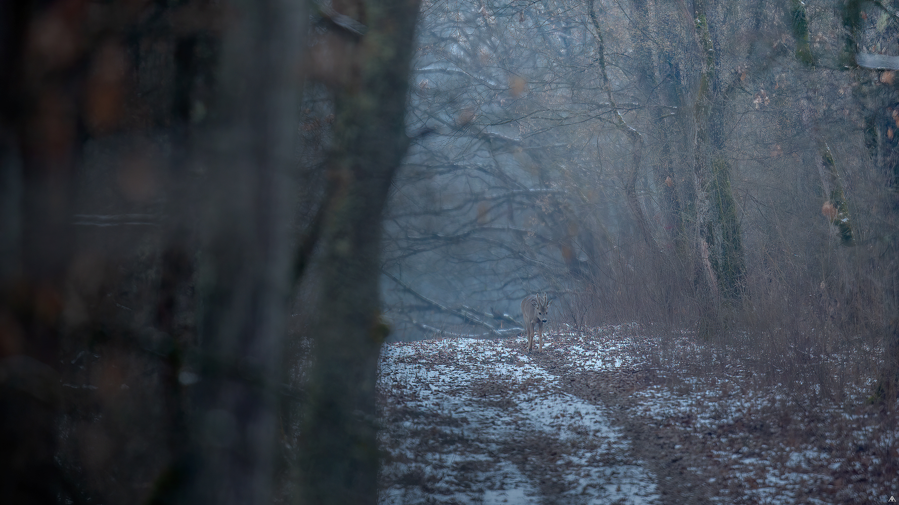 Passeggiata mattutina