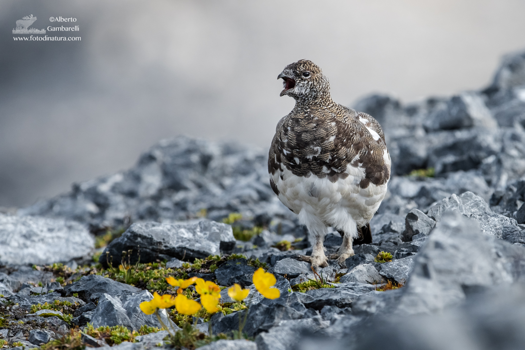 The call of the Ptarmigan