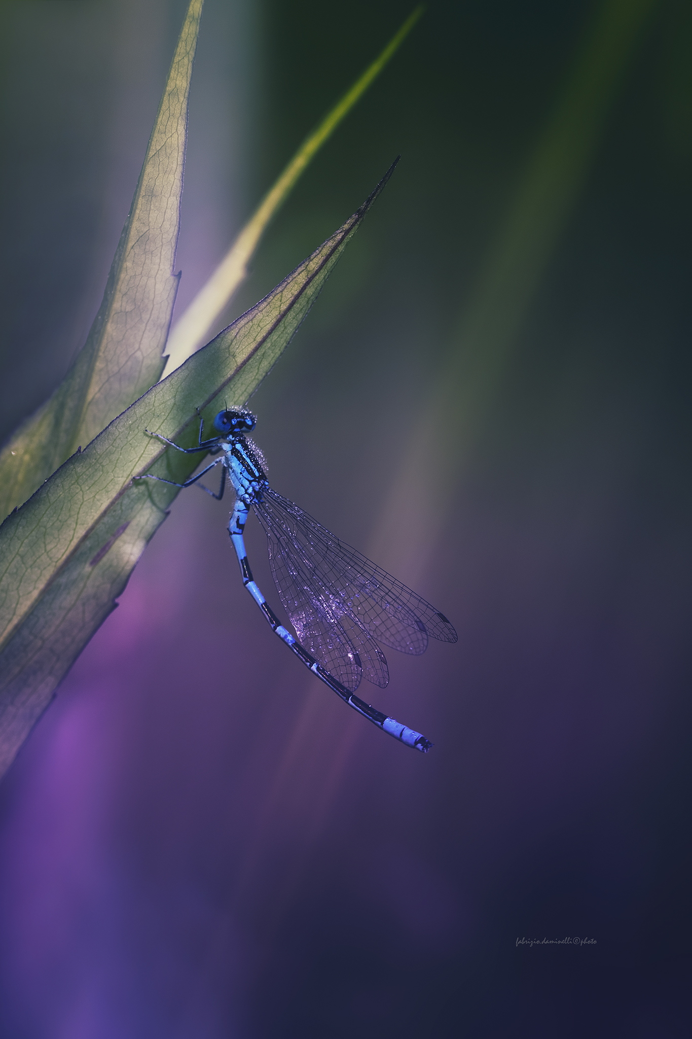 Coenagrion scitulum Rambur, 1842