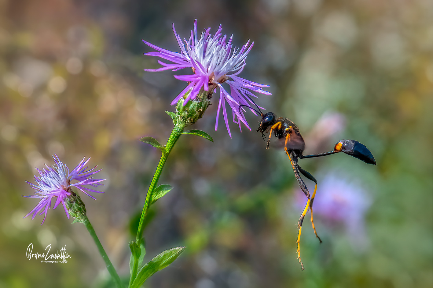 Vespa muratrice "Sceliphron caementarium"