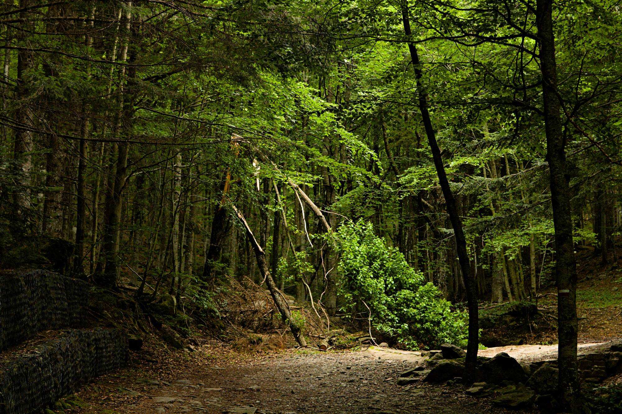 Upper Modena Apennines, between Capanno Tassoni and Passo de