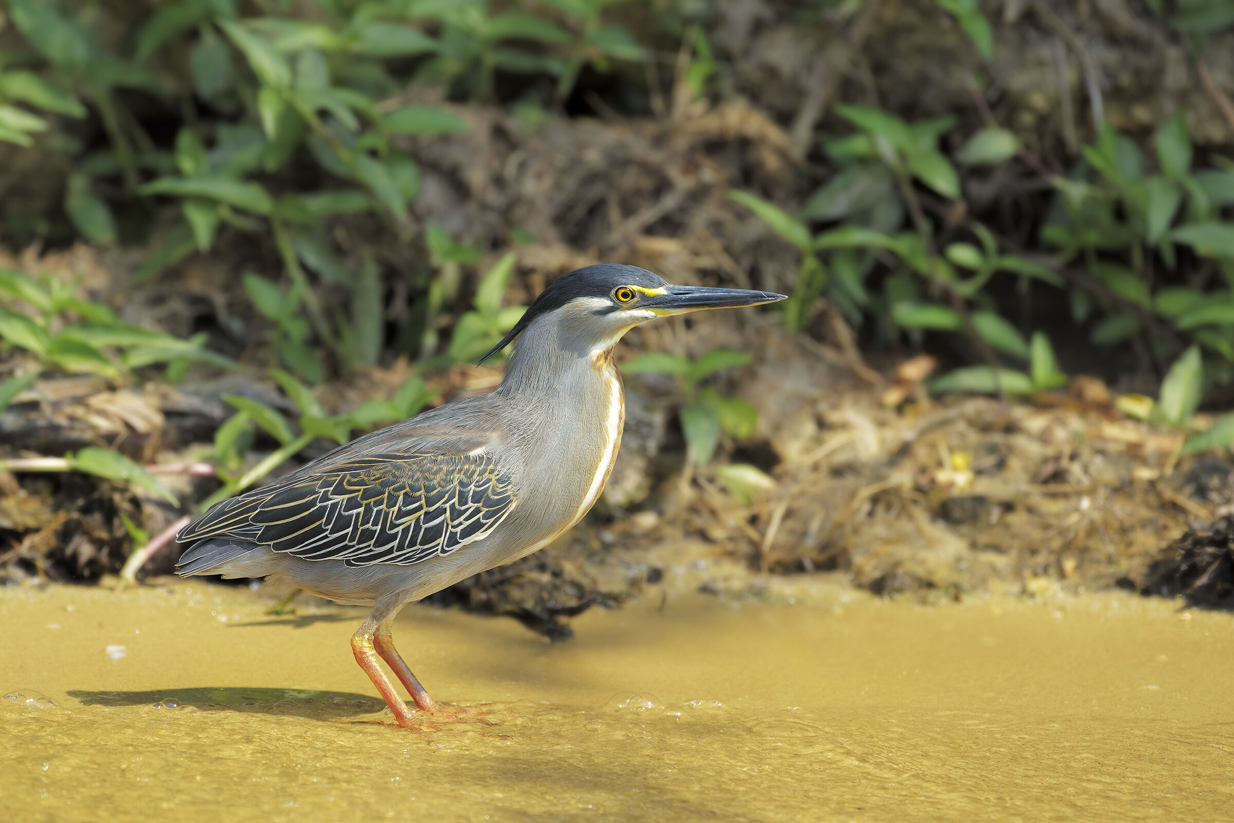 African Heron Striated