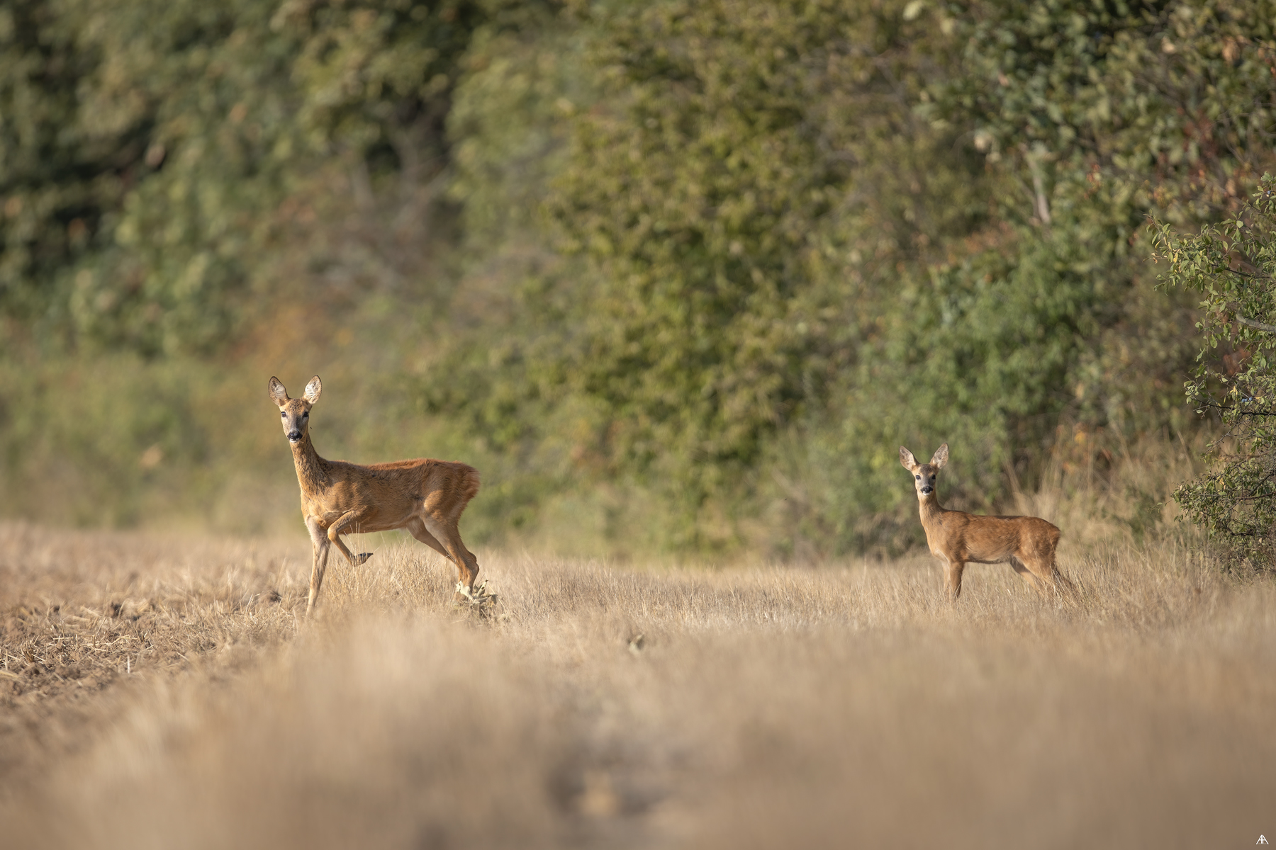 Roe deer