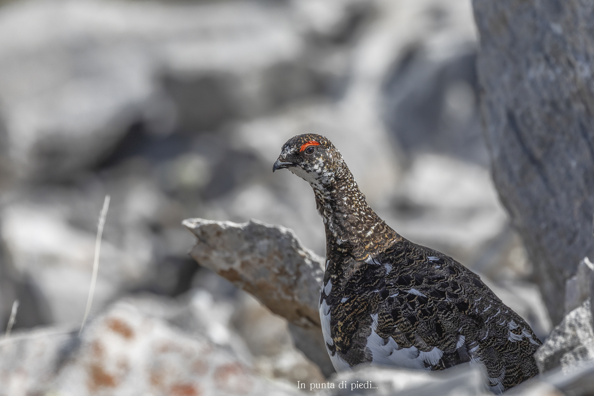 In the Deserte Pietraie dei Monti...