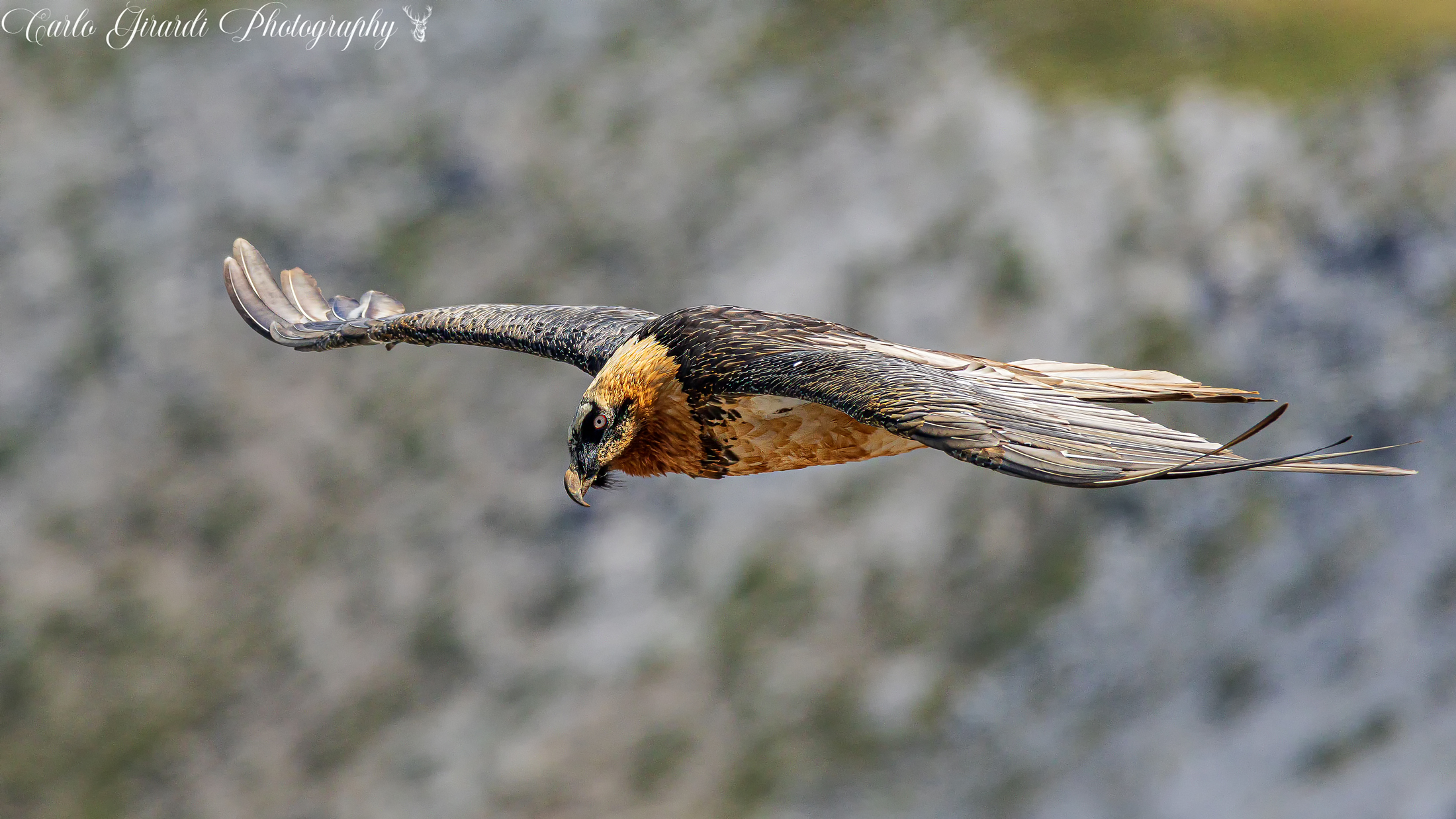 Gypaetus barbatus