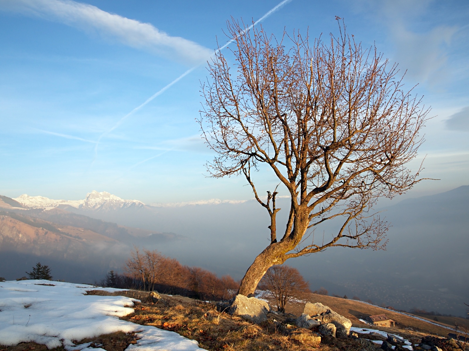 Tree in sight Presolana