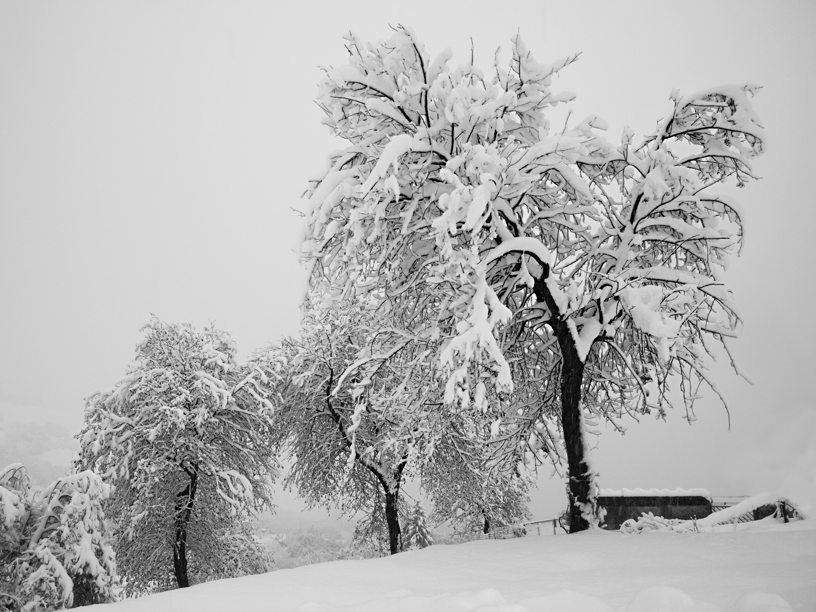 Trees and snow