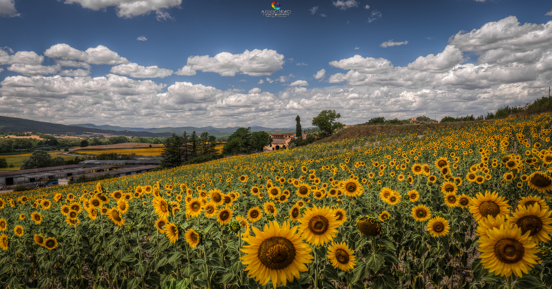 Girasoli