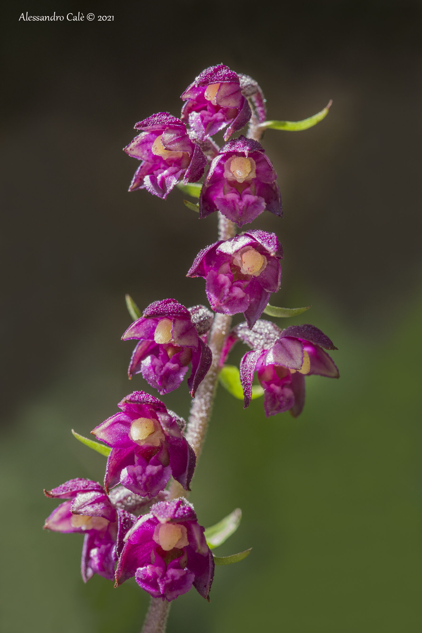Epipactis atrorubens 3109