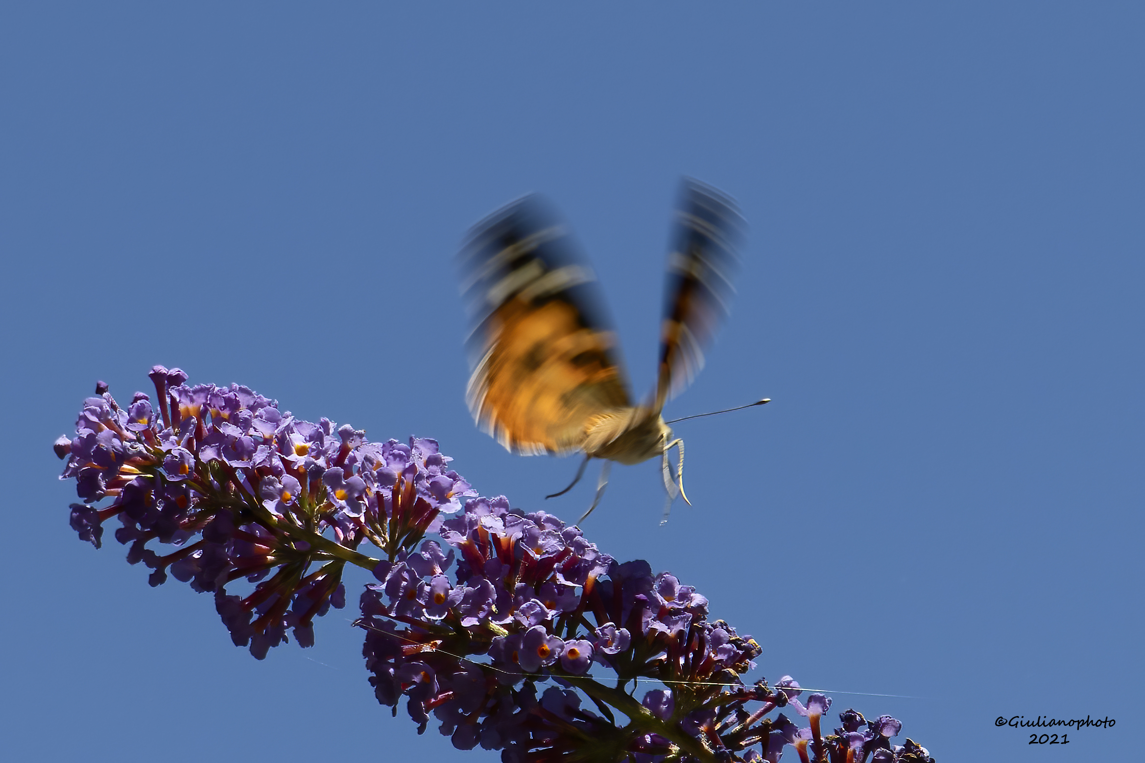 Vanessa of the thistle