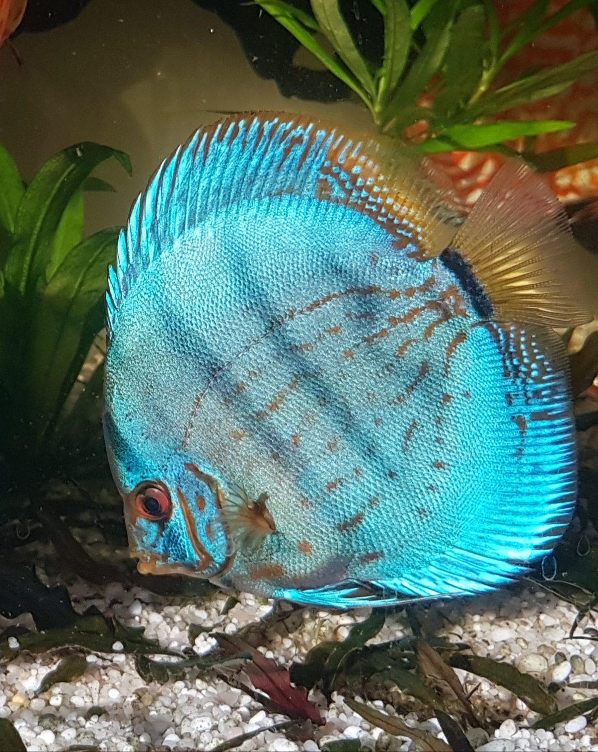 Cobalt  Discus