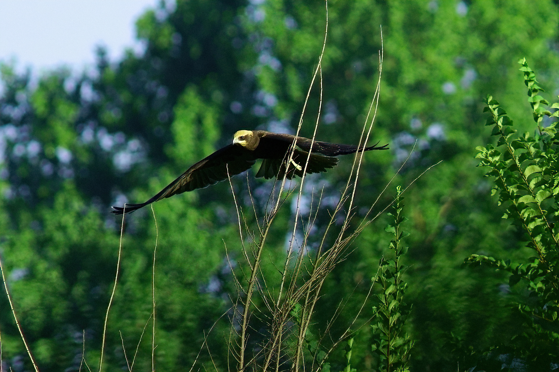 Falco di palude (J o F)