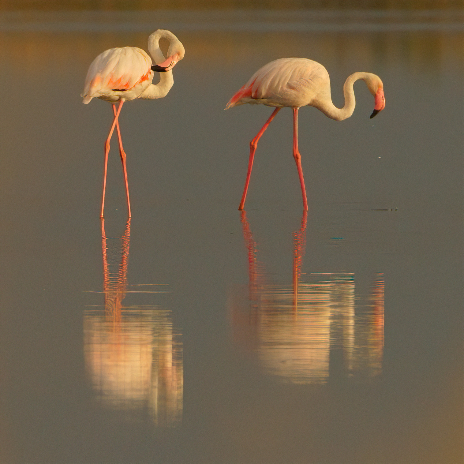 La danza dei Fenicotteri